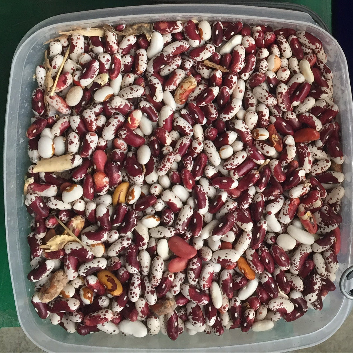 Jacob Cattle Beans that have been shelled, grown by Norwich meadows.