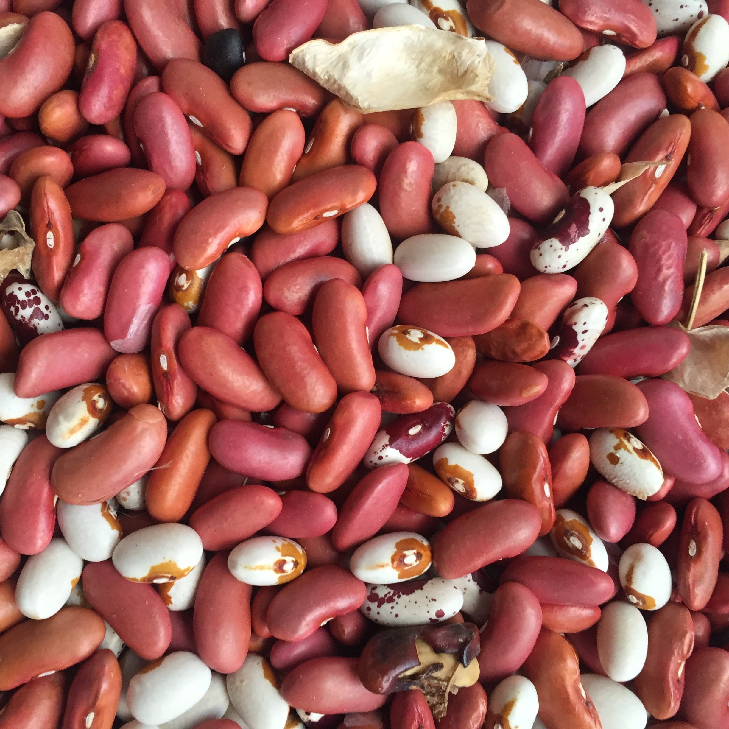 Close up of fresh shelled beans from Norwich Meadows.