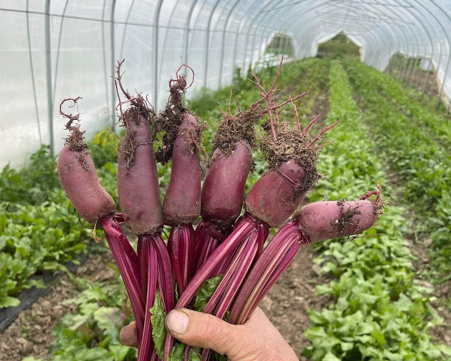 Cylindric beets harvested at Norwich Meadows Farm NY.