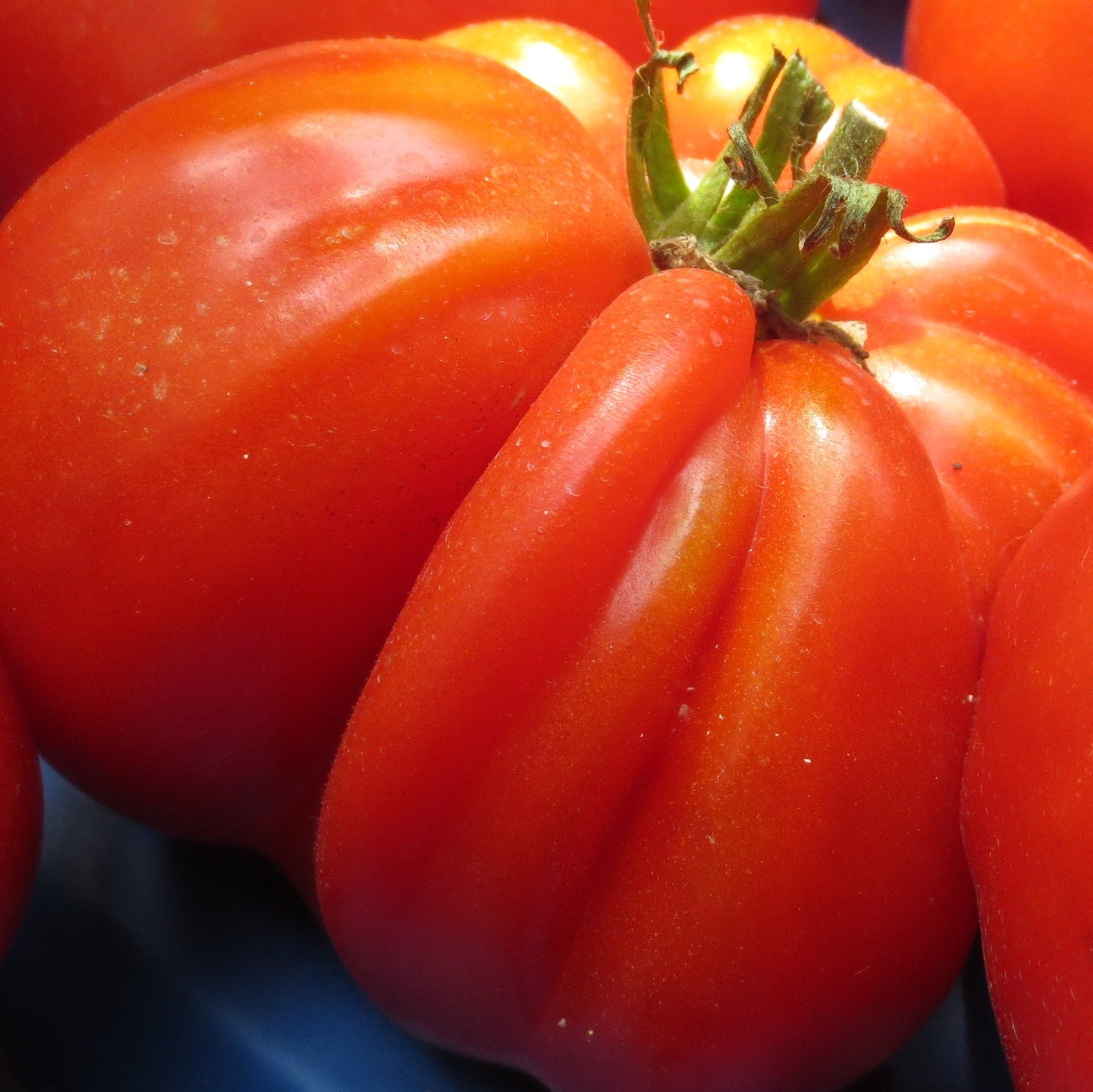 Canastrino Tomato - Norwich. Meadoes farm