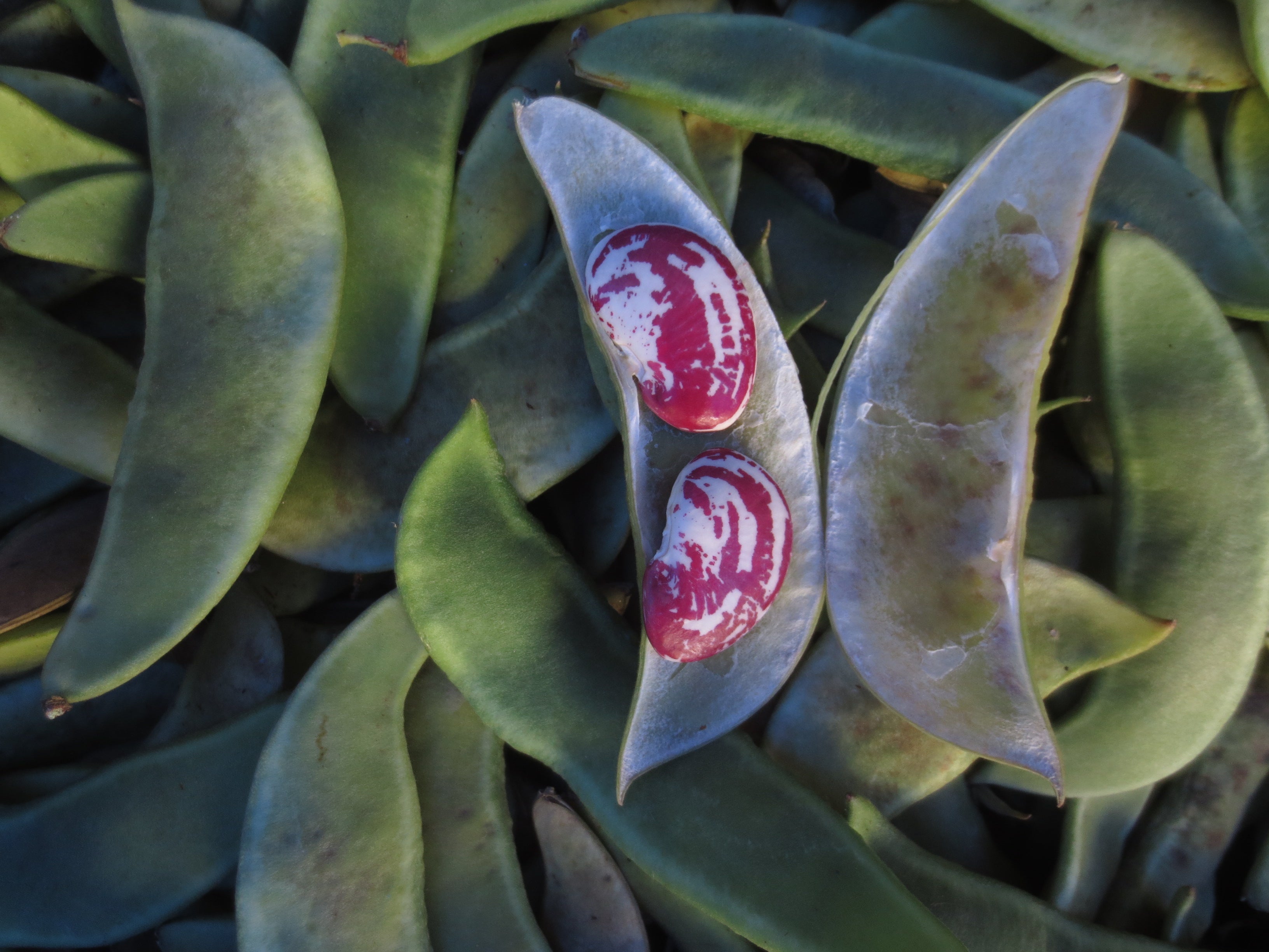 Fresh Shelling Bean Collection