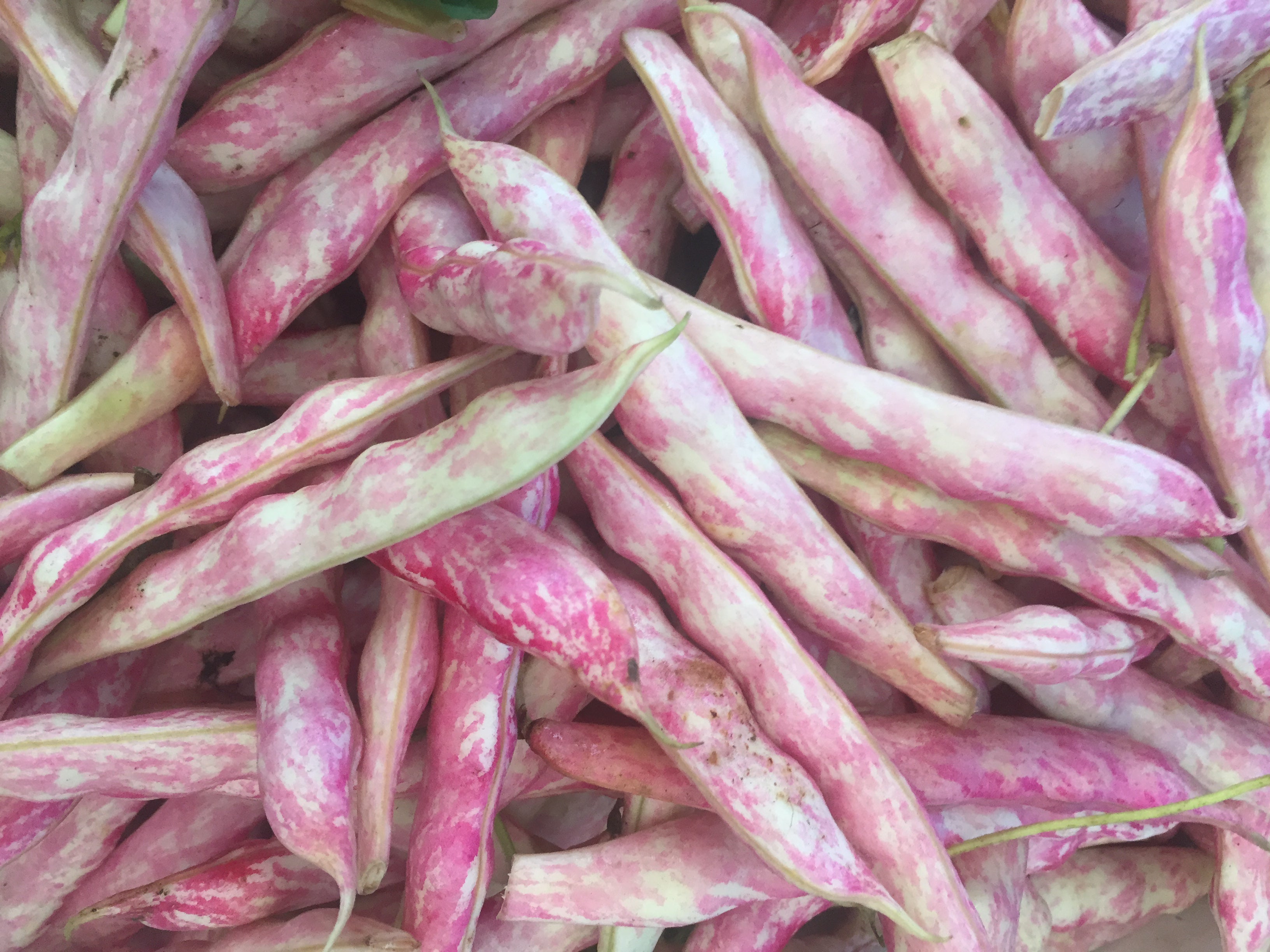 Fresh Shelling Bean Collection