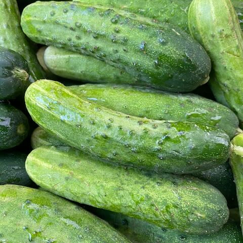 Kirby cucumbers - perfect for pickling.