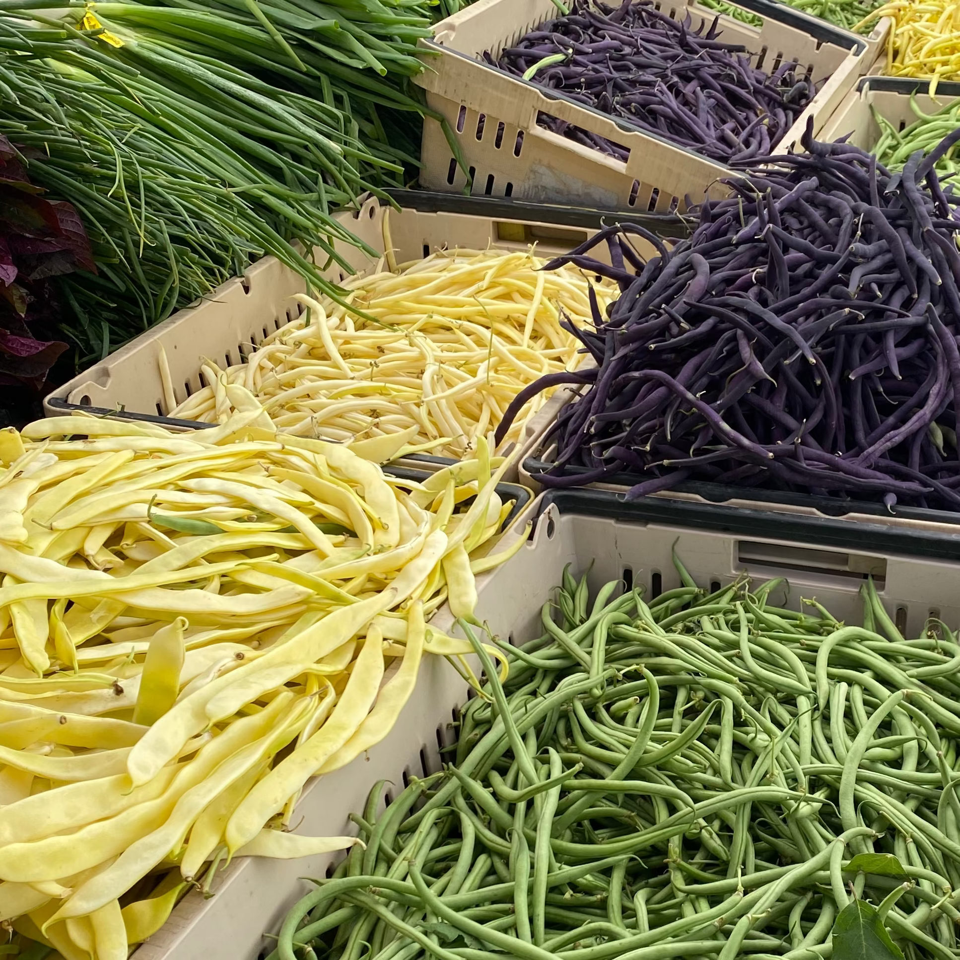 Beans at market - these also went into CSA boxes for Union Square pickup.