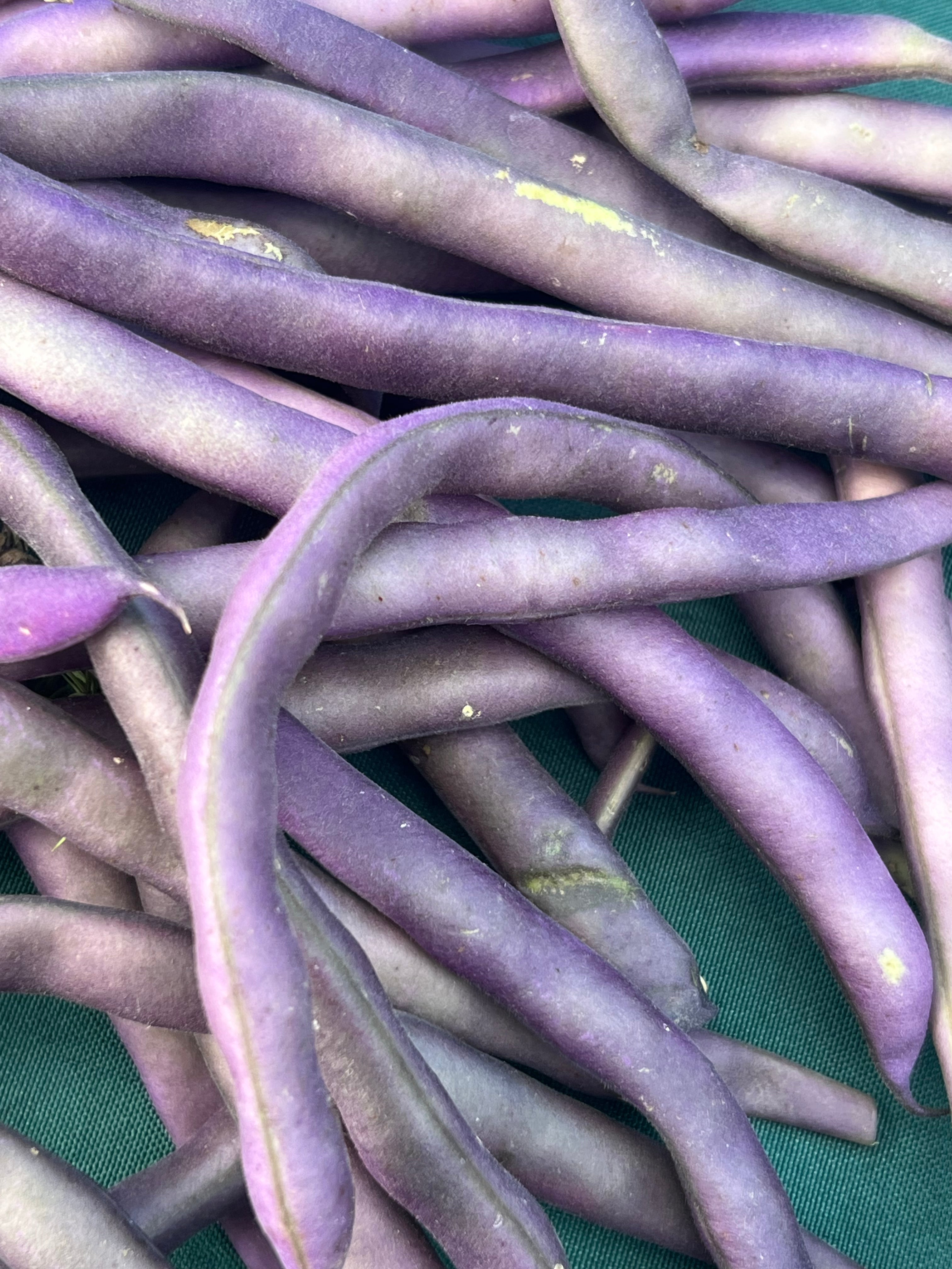Fresh Shelling Bean Collection