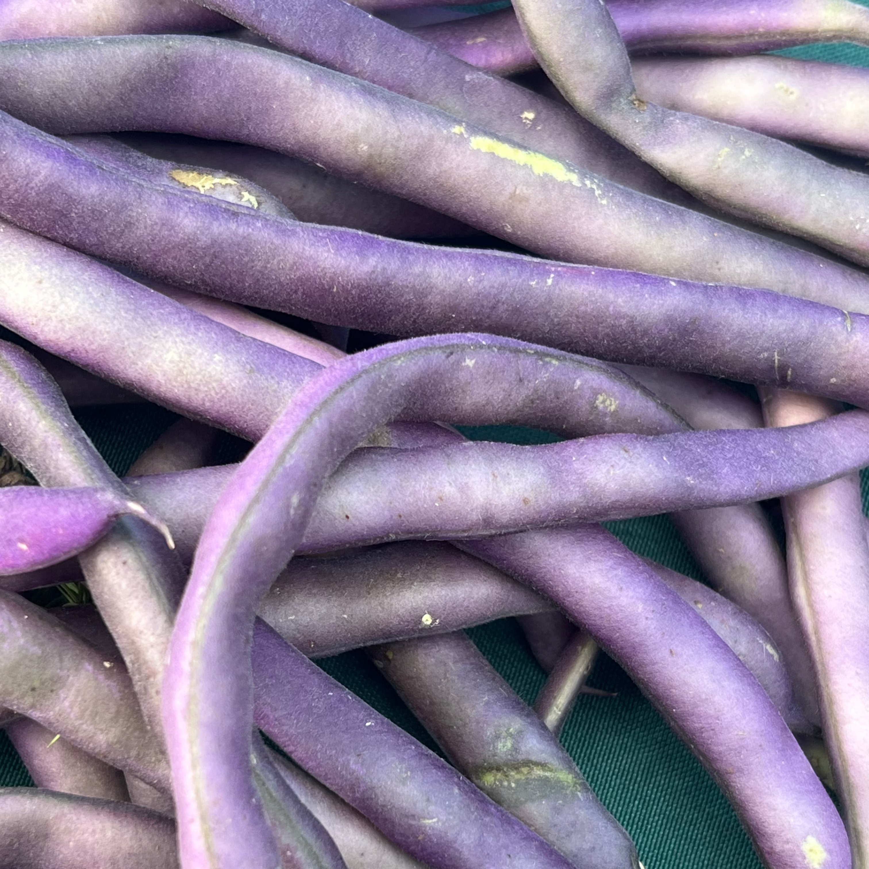 Amira shelling beans bred on Norwich Meadows Farm.