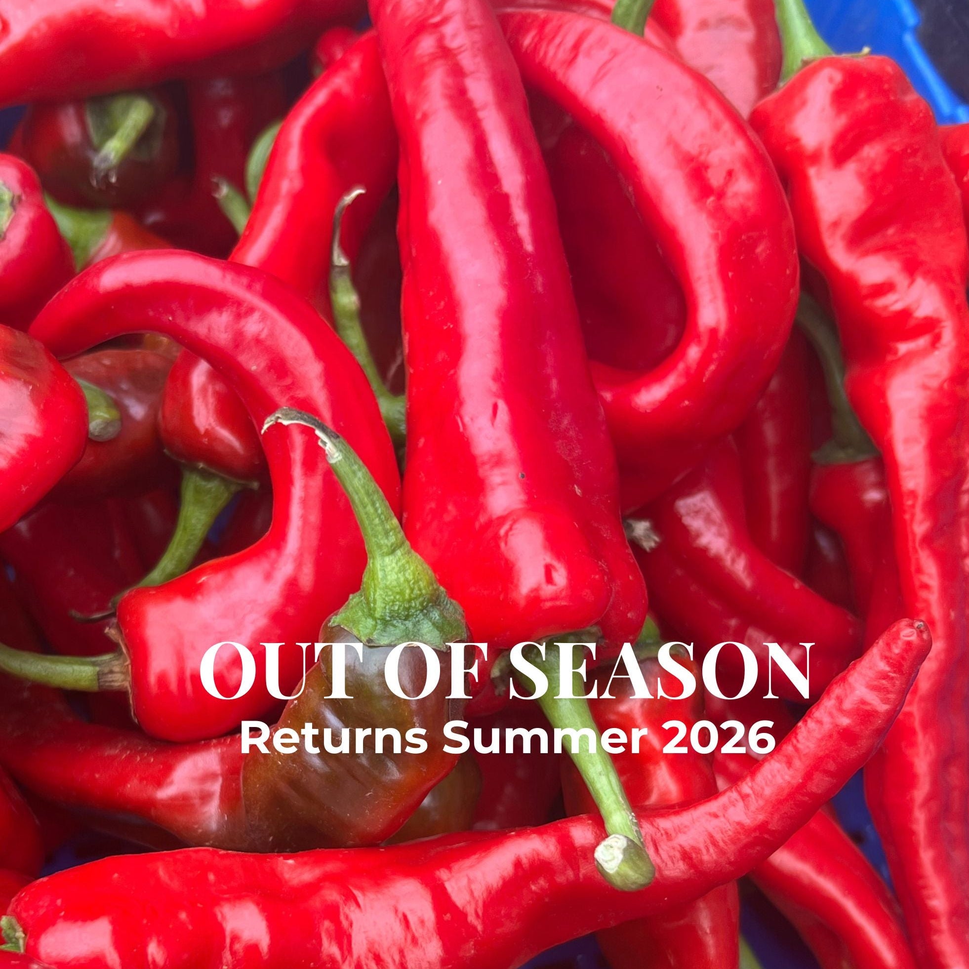 Jimmy Nardello Peppers