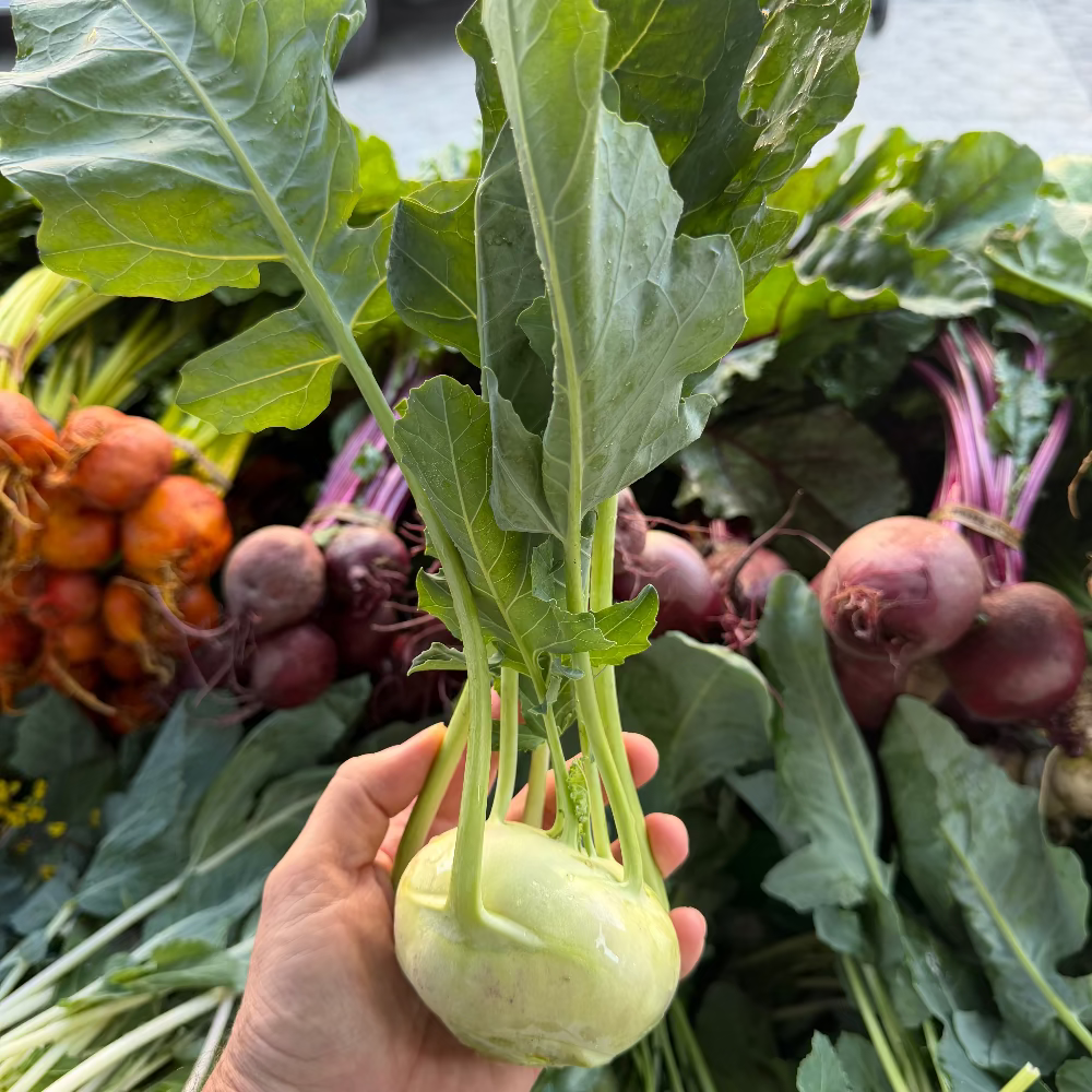 Khorabi, harvested from Norwich Medows at Union Square green marekt.
