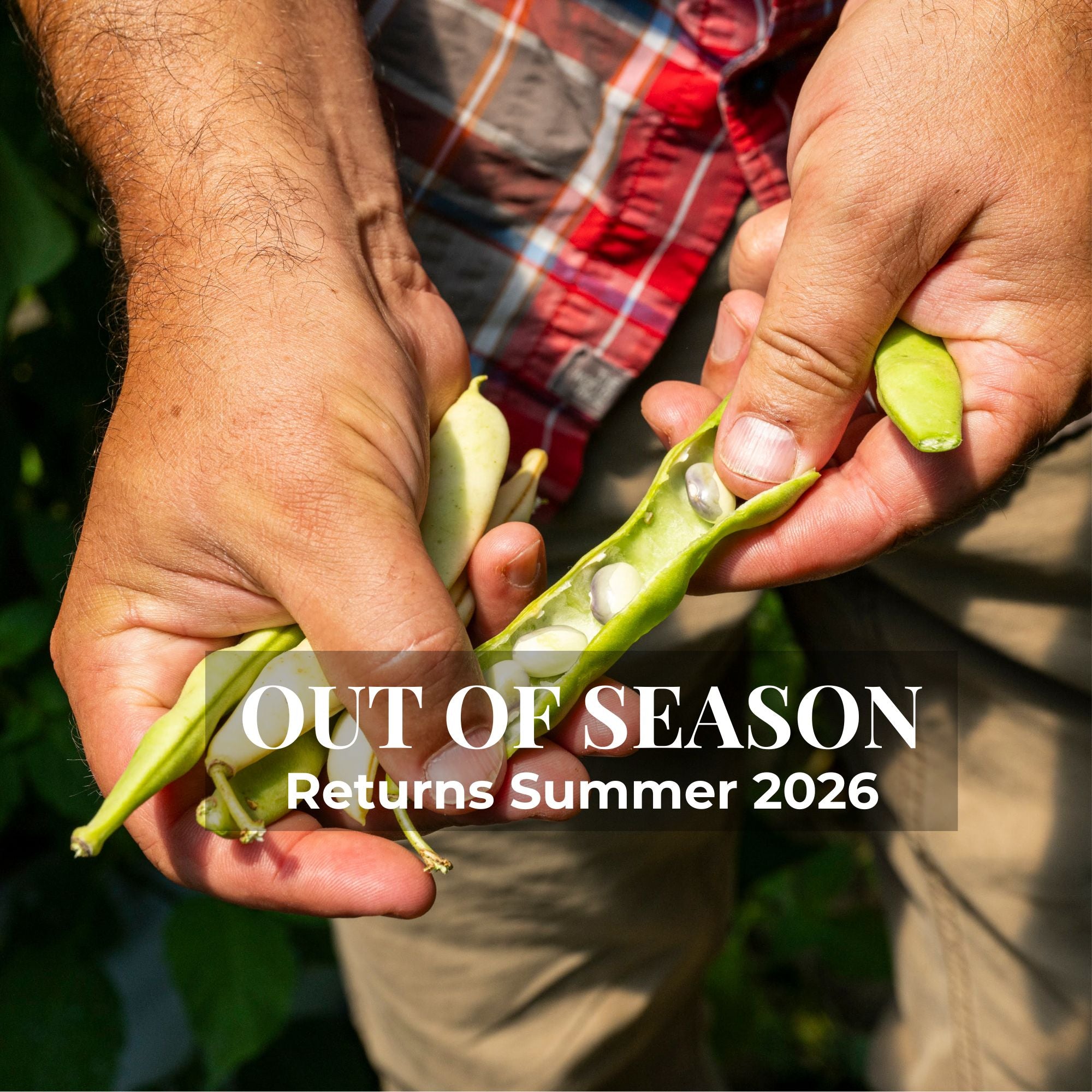 Fresh Shelling Bean Collection