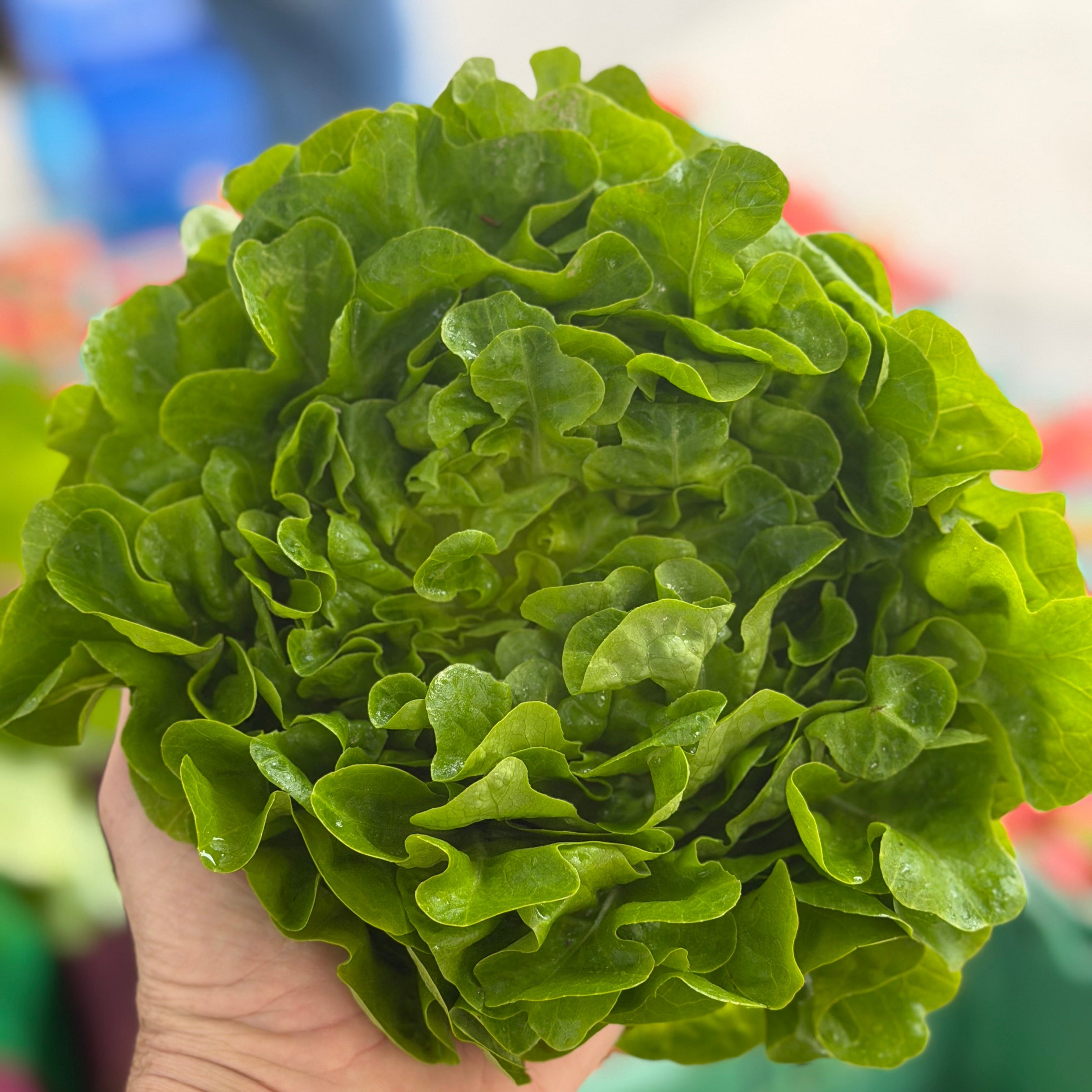 Green Lettuce from Norwich Meadows Farm