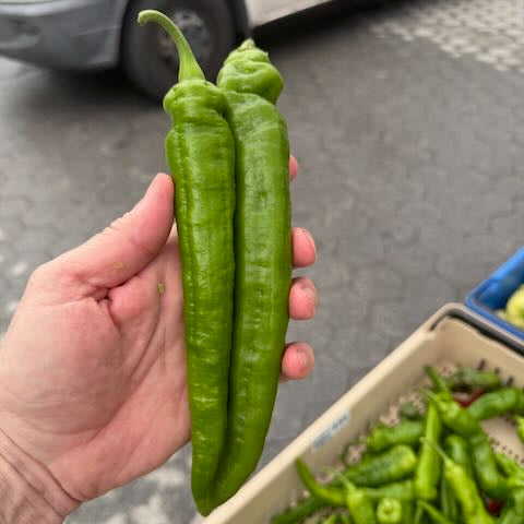 Green Gamelli Mazinna Peppers grow by Norwich Meadows Bred by Michael Mazourek.