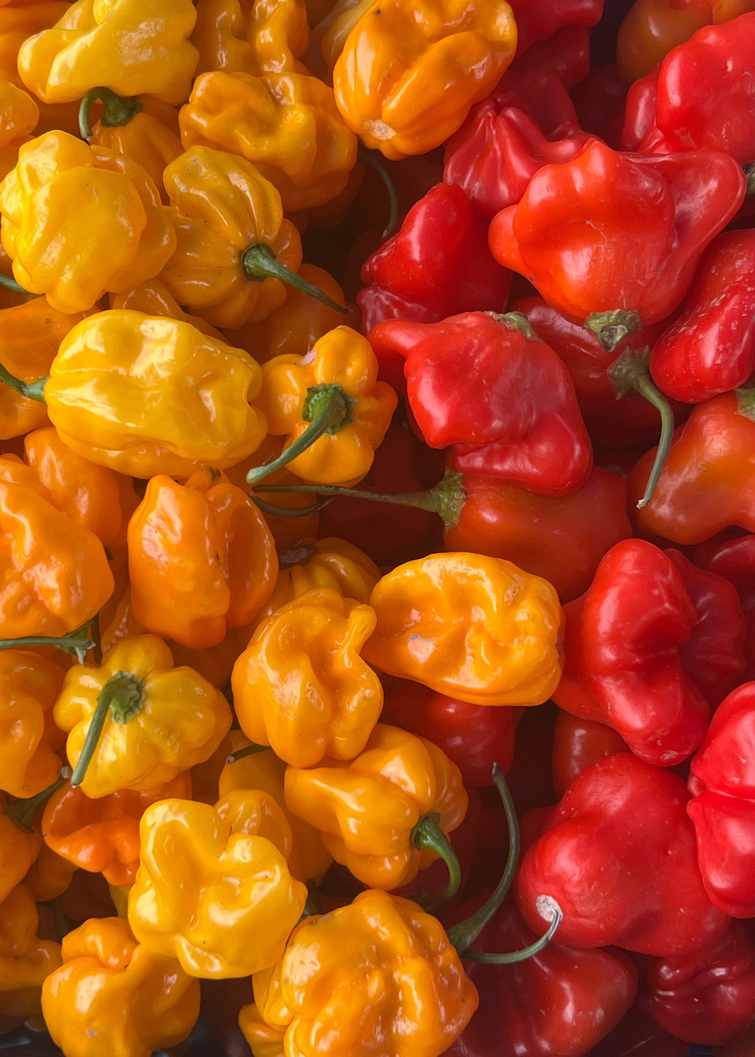 Mixed Hot Peppers on display at Union Square Farmers Market