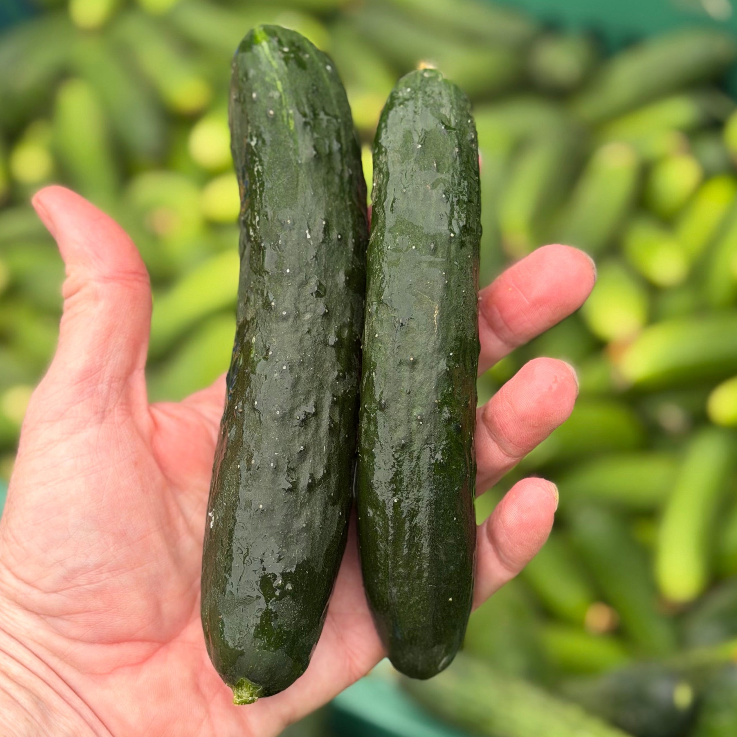 Japanese Cucumbers at Union Square grown by norwich meadows farm.