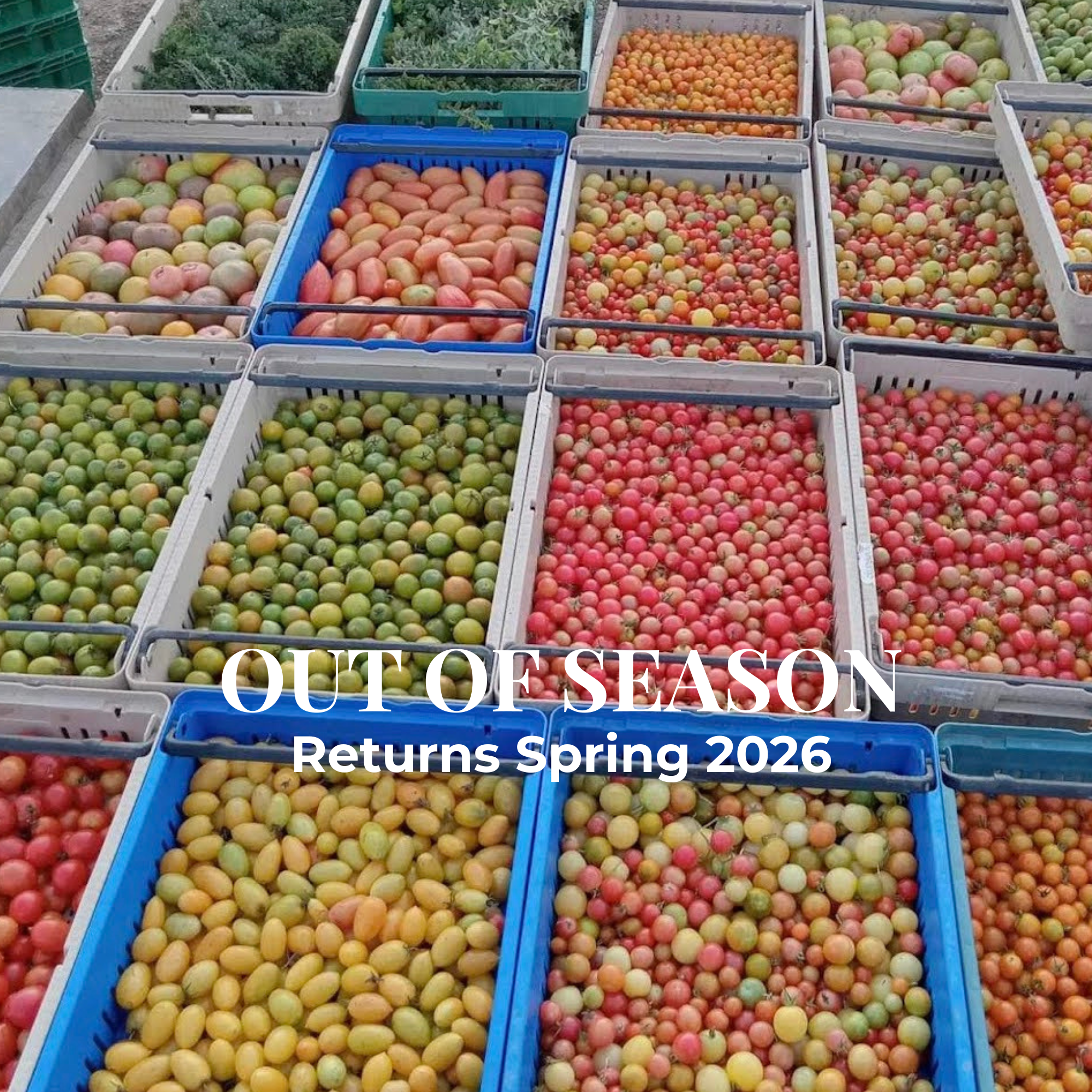 Heirloom Tomato Collection