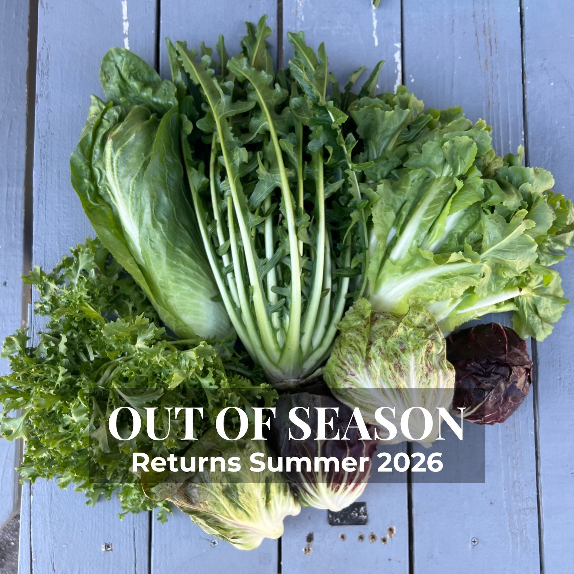 Fall Chicory & Radicchio Box