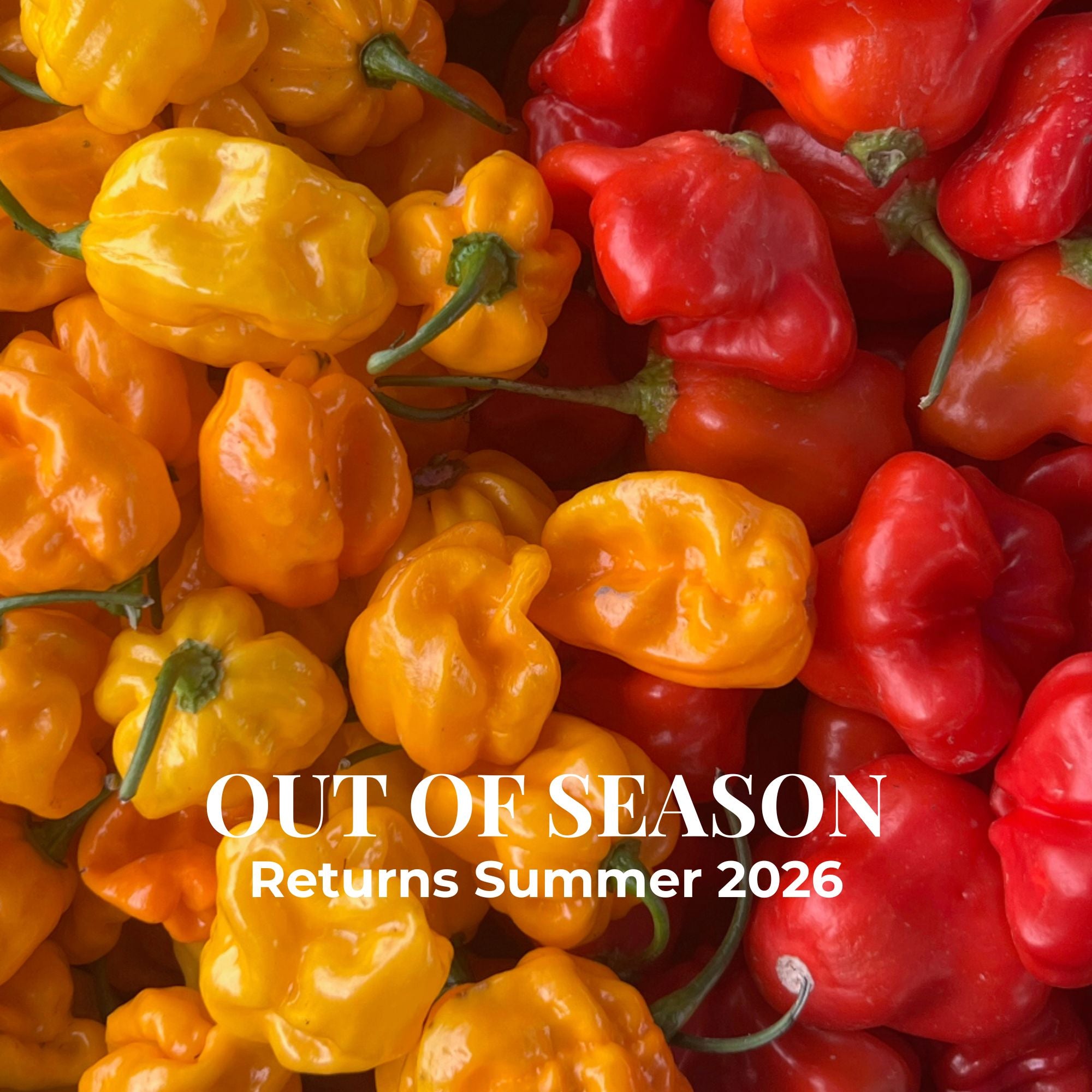 Culinary Chile Collection