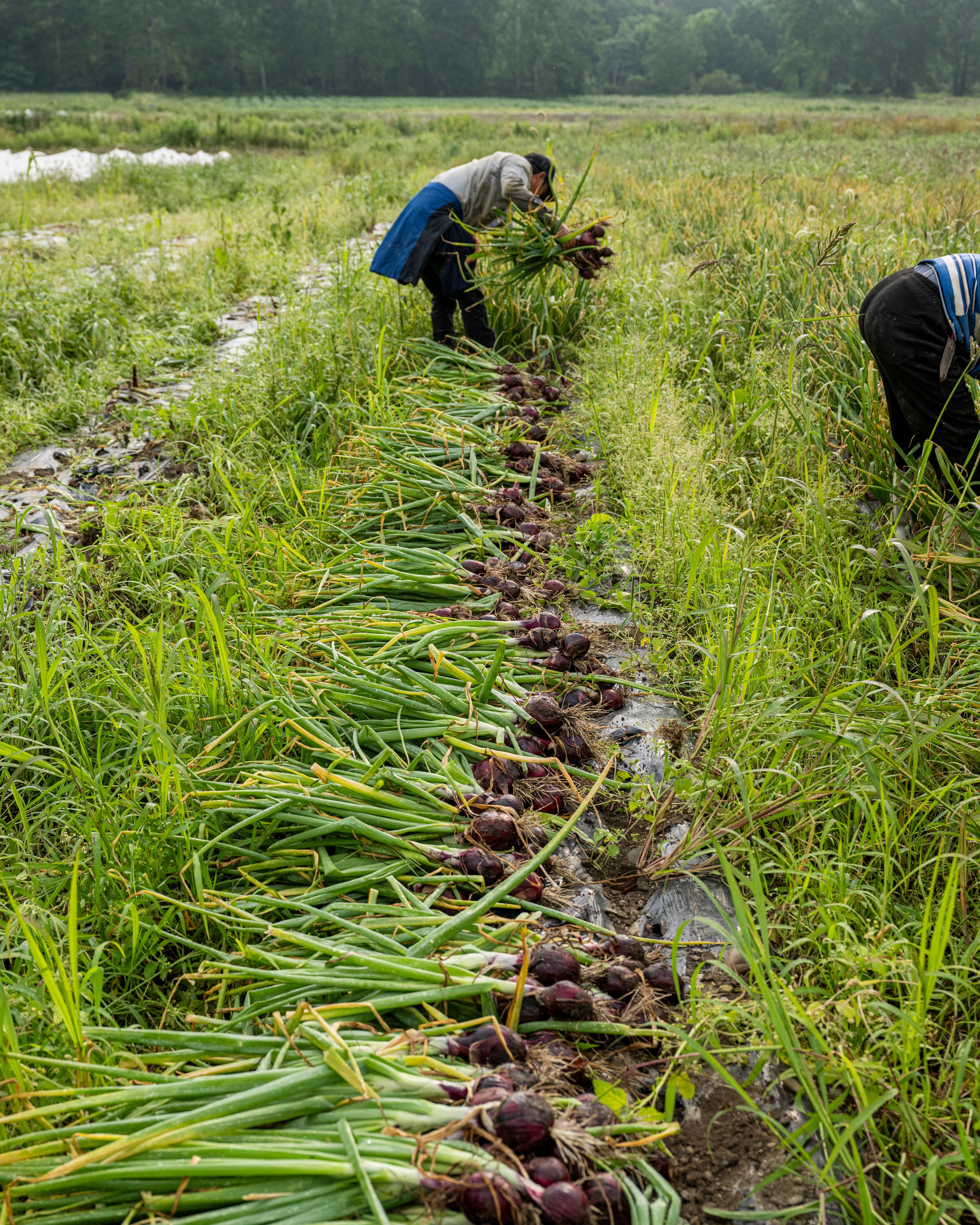 Harvesting onions at Norwich Meadows, using organic and regenerative farming.