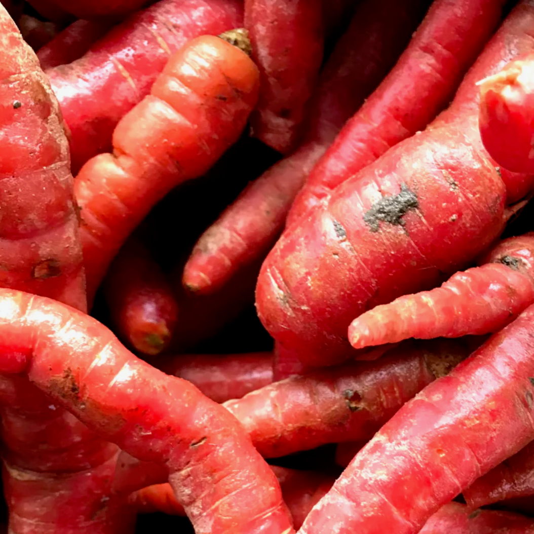 Kyoto Carrots