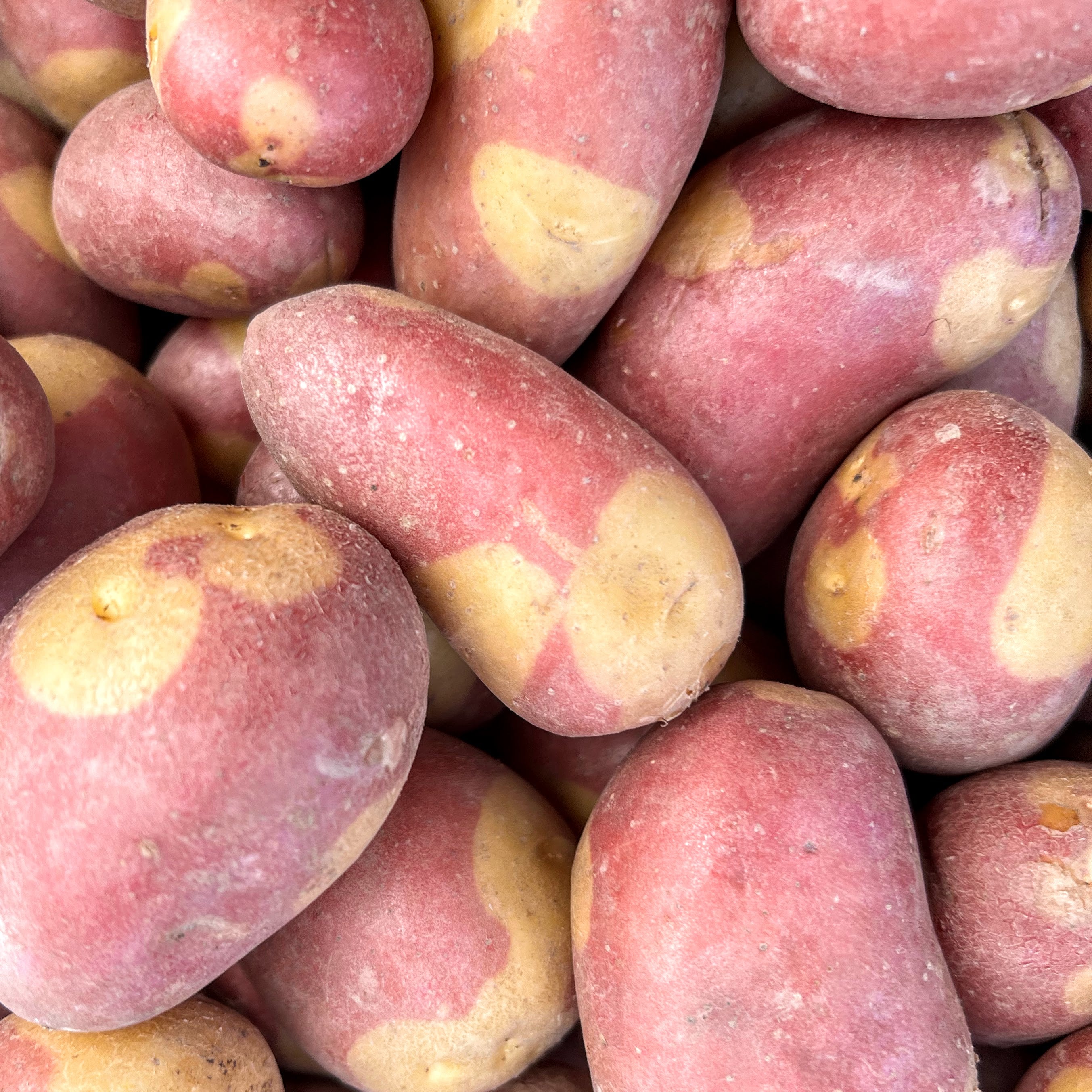 Pinto Gold potatoes — a unique variety prized by Michelin-star chefs who source from Norwich Meadows Farm. Included in our Fall Harvest Box.