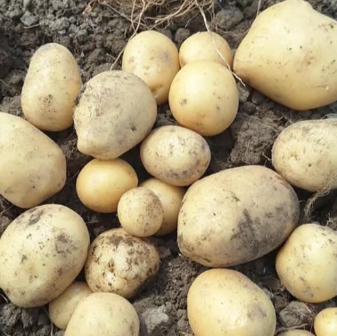 Close-up of freshly dug potatoes resting on soil, unwashed with light dirt still on the skins, highlighting their farm-fresh quality.