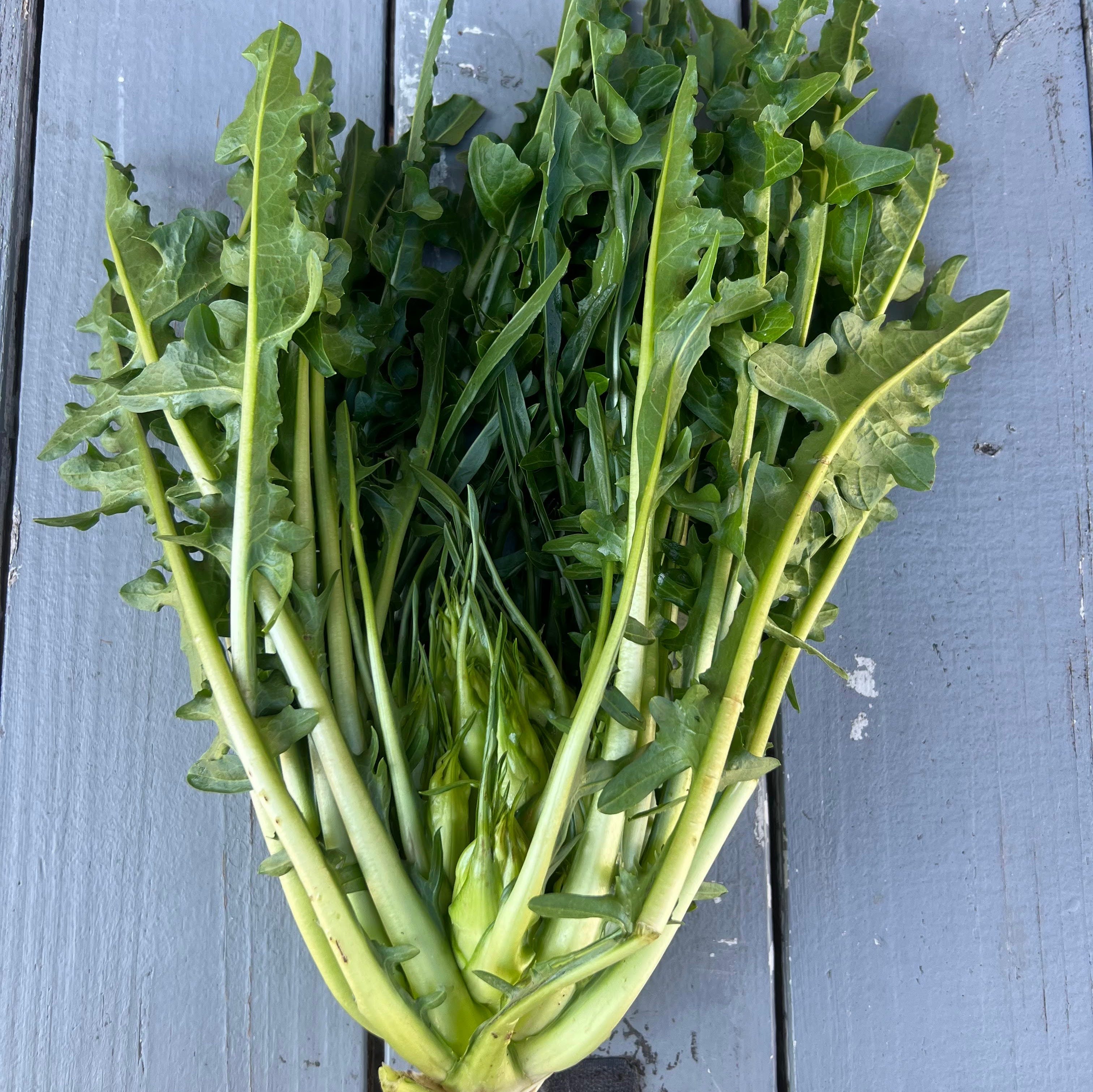 Puntarelle — Italian chicory prized by NYC Michelin-star chefs who source from Norwich Meadows Farm, now shipped nationwide.