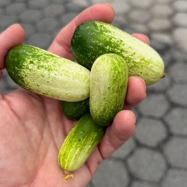Quark cucumbers - a wonderful salad cucumber grown by Norwich Meadows Farm.