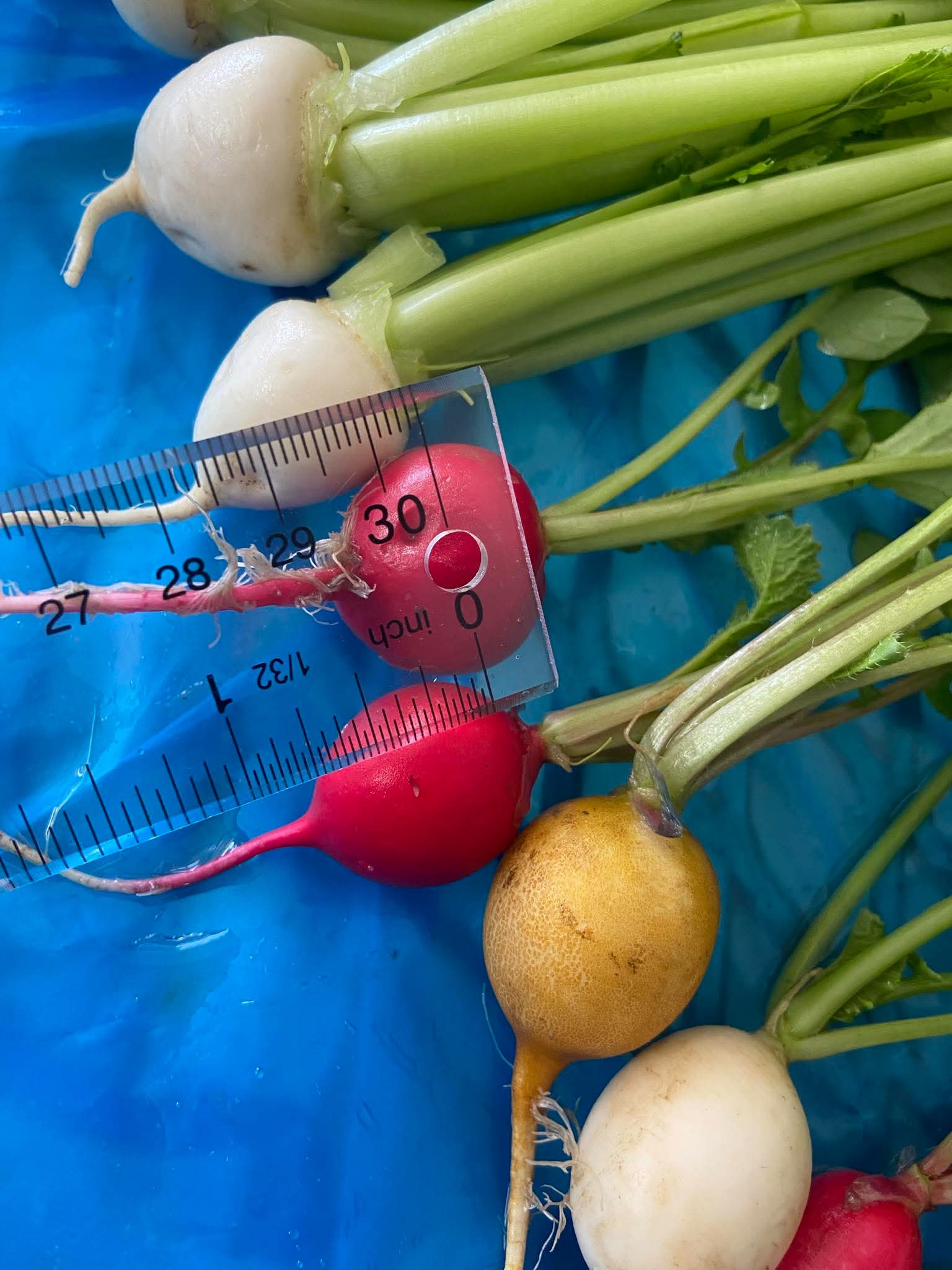 Length of mixed baby radish from Norwich Meadows Farm.