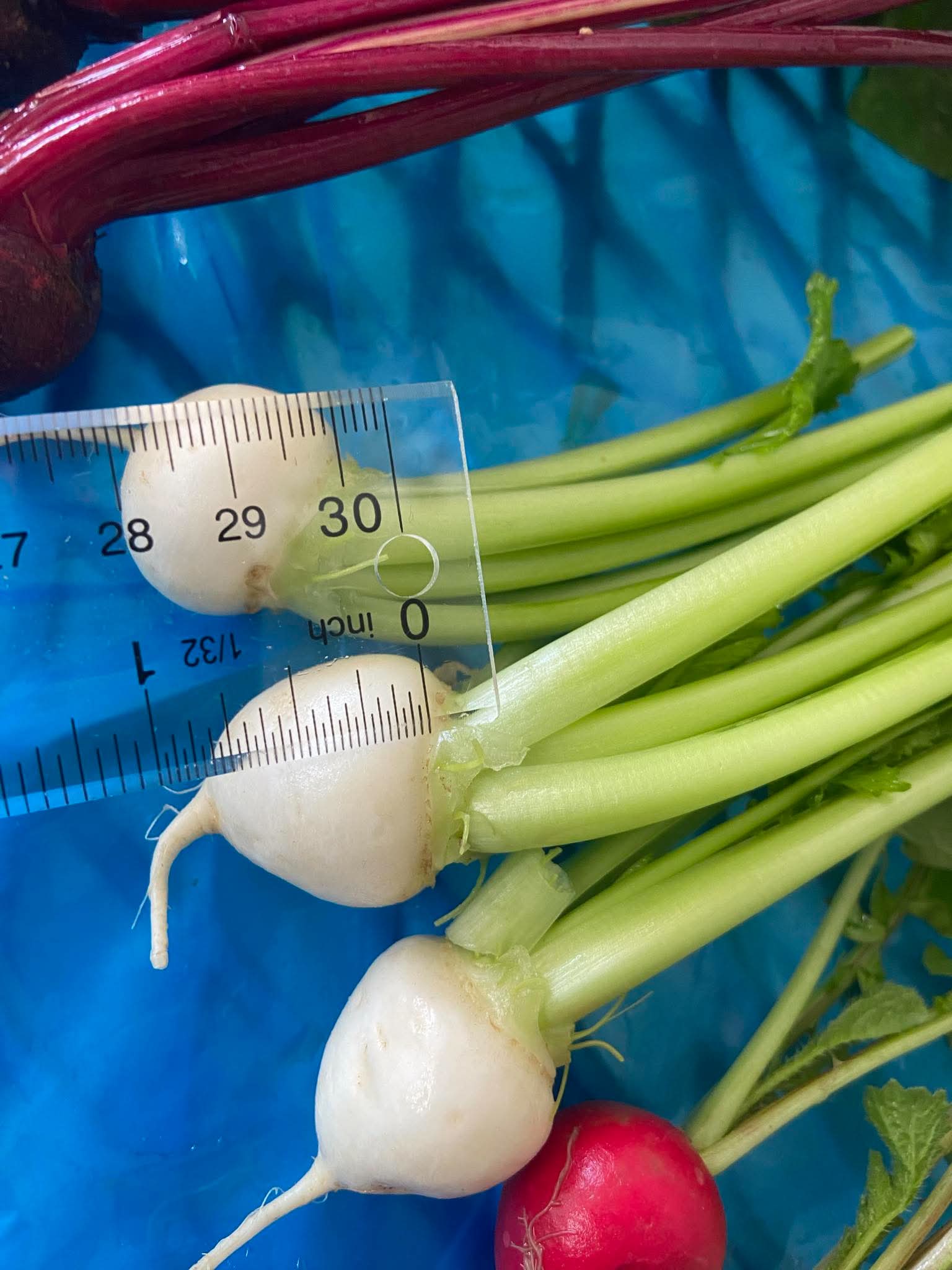Fresh Harvested baby radish.