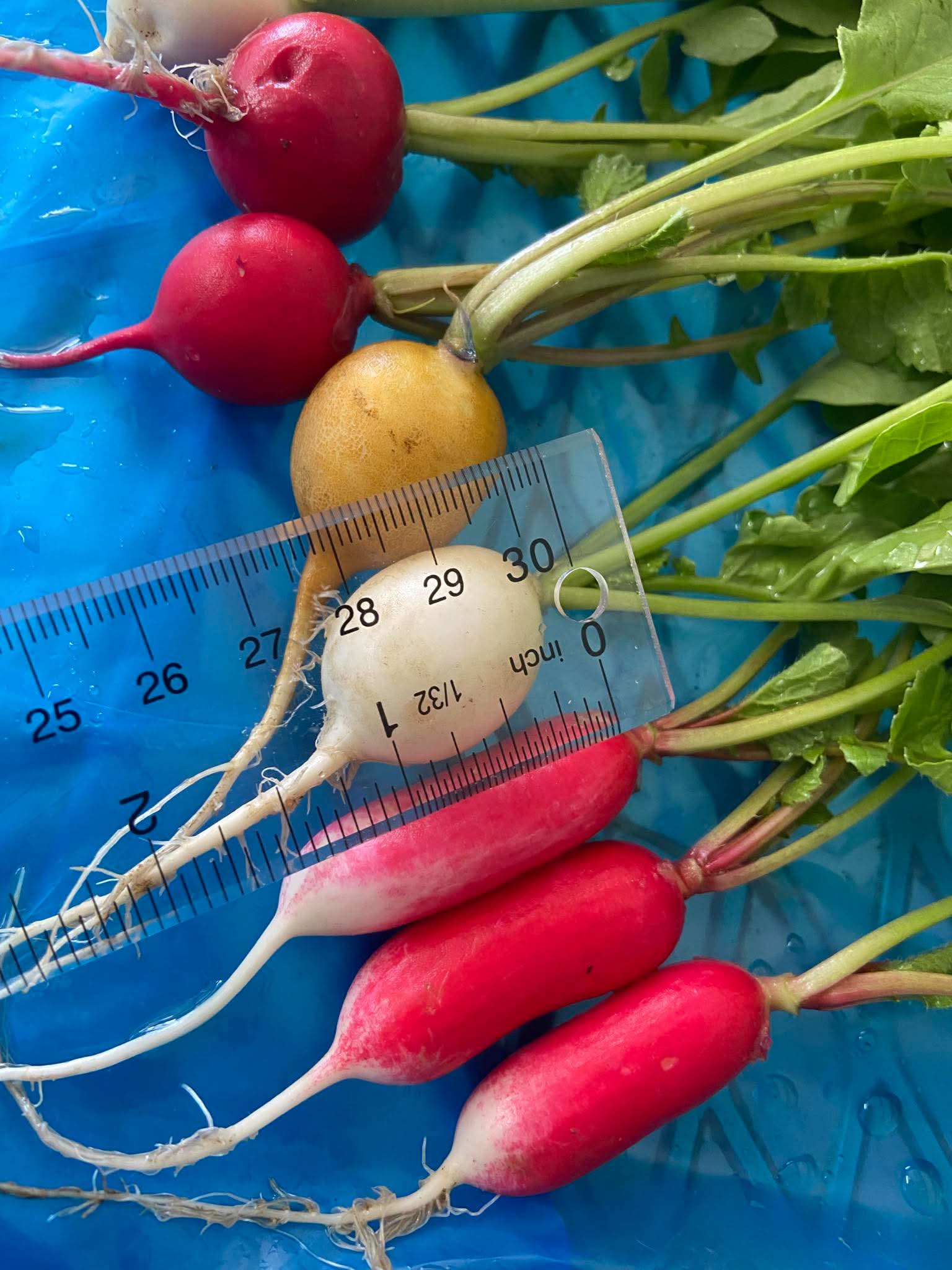 Baby Radish with a ruler on Norwich Meadows Farm