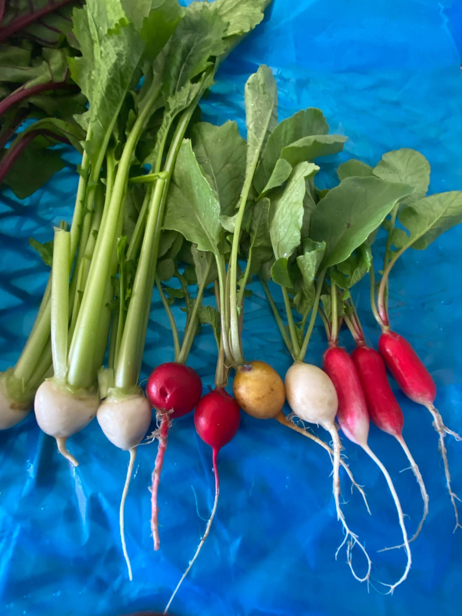 Mixed baby radish from Norwich Meadows Farm.