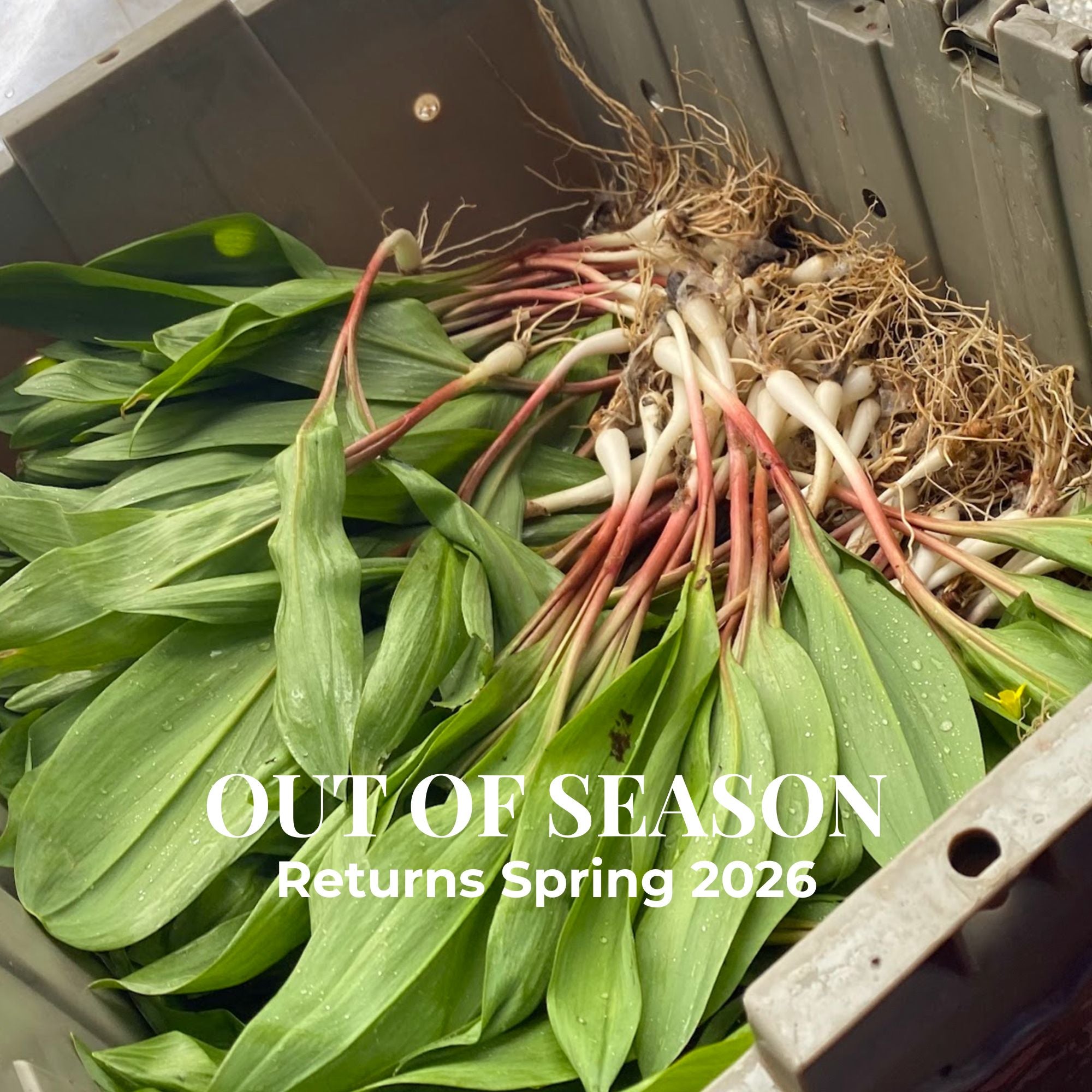 Ramps - Ethically Foraged
