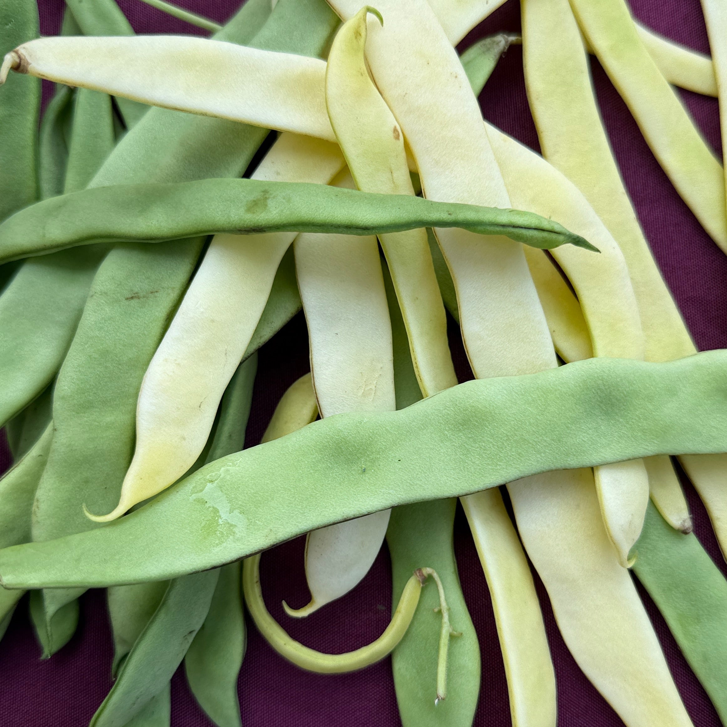 Green and yellow italian romano pole beans grown on our farm in Norwich New York.