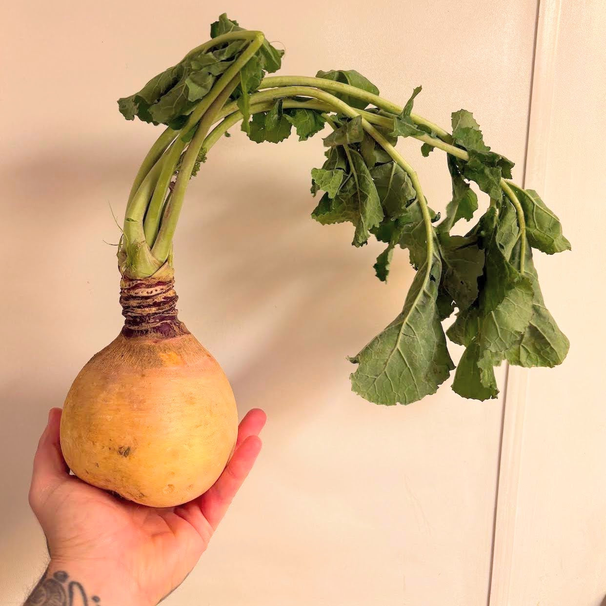 Rutabaga held by a New York chef who cooks with Norwich Meadows Farm produce — featured in our Fall Harvest Box.