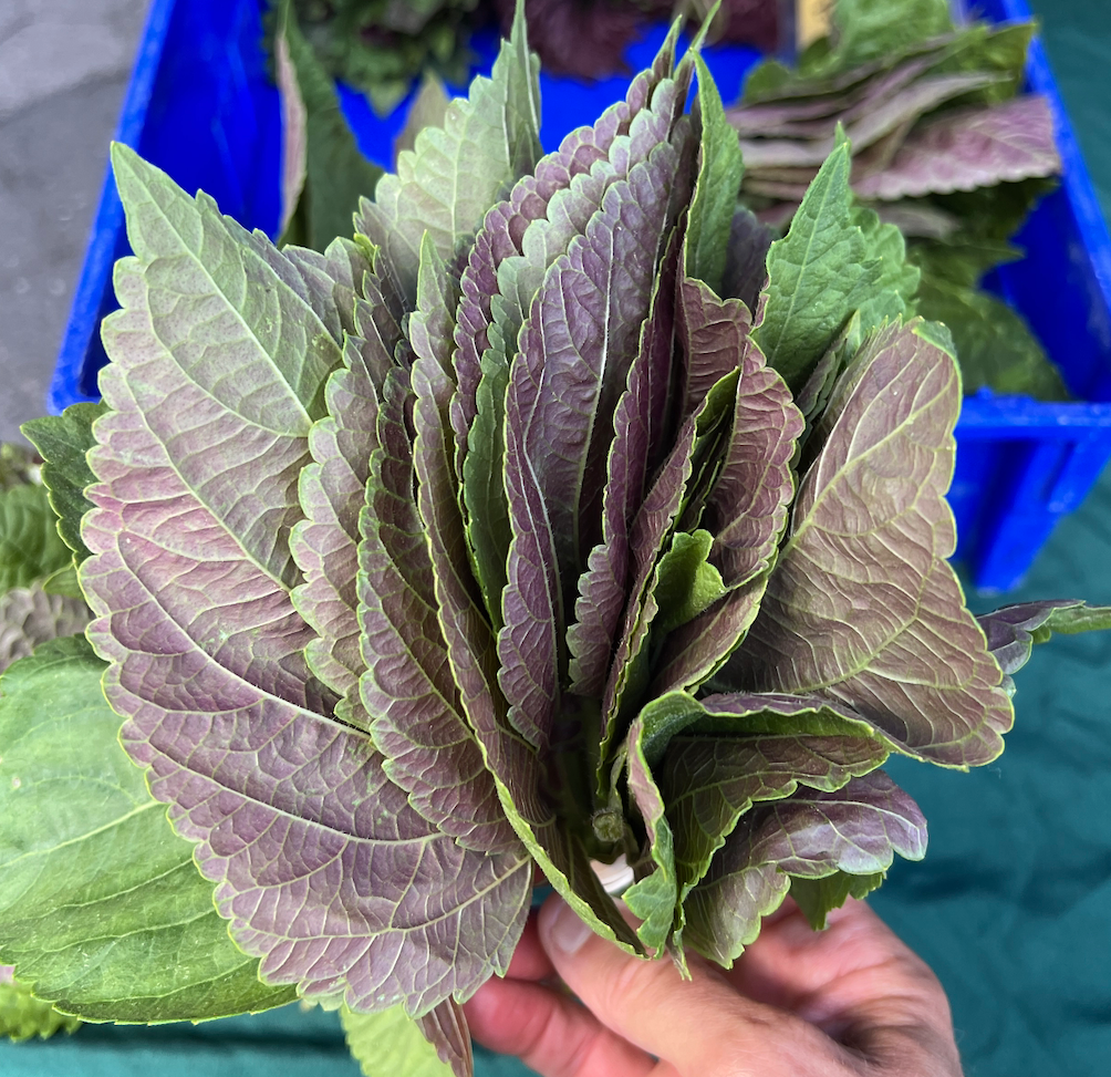BiColor Shiso - a wonderful herb.