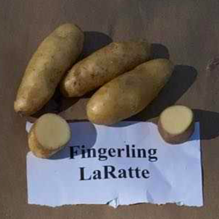 La Ratte Fingerling Potatoes from norwich Meadows Farm