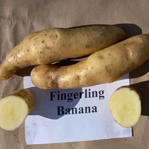 Banana Fingerling Potatoes from Norwich MEadows Farm