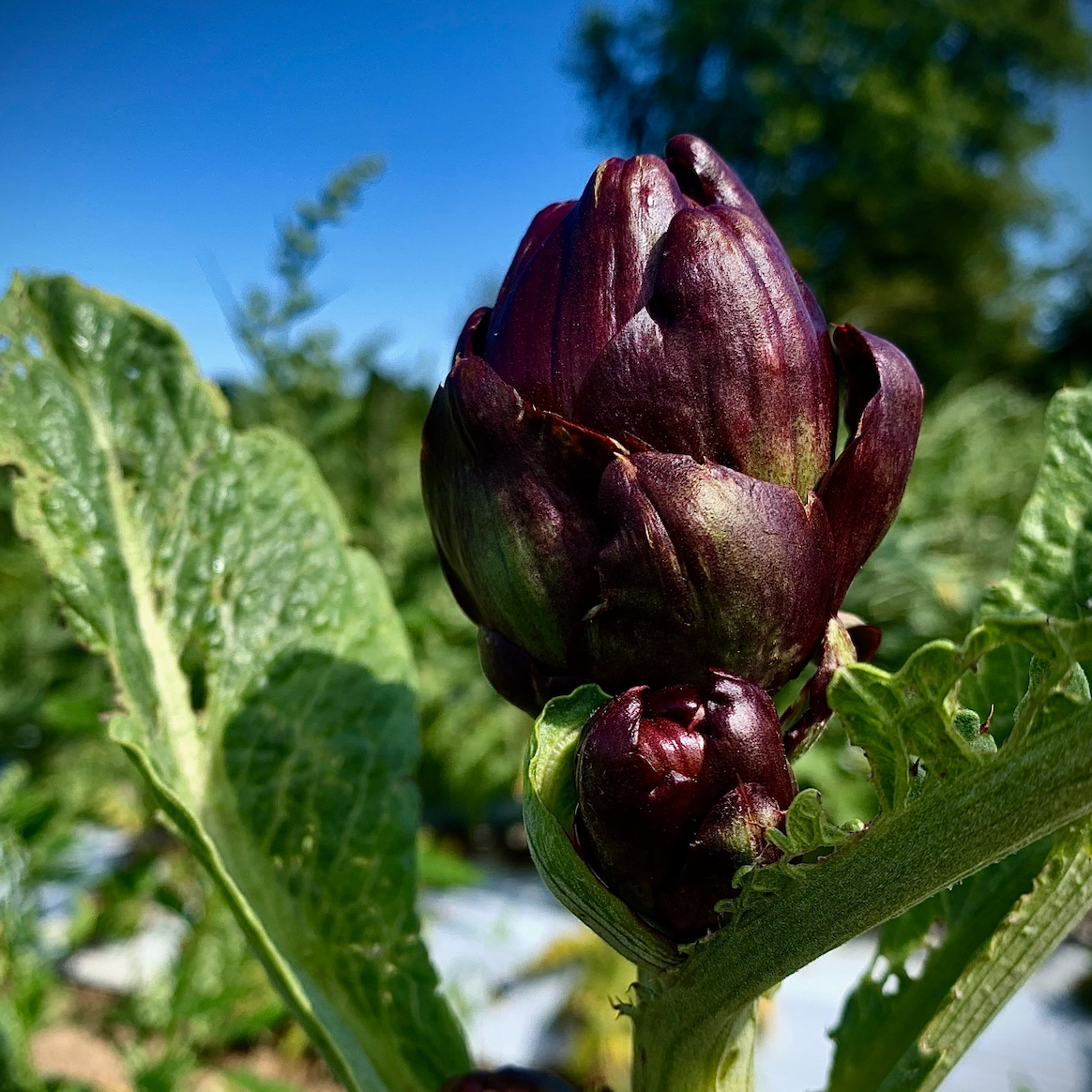 Purple Artichoke growin upstate at Norwich Meadows Farm.