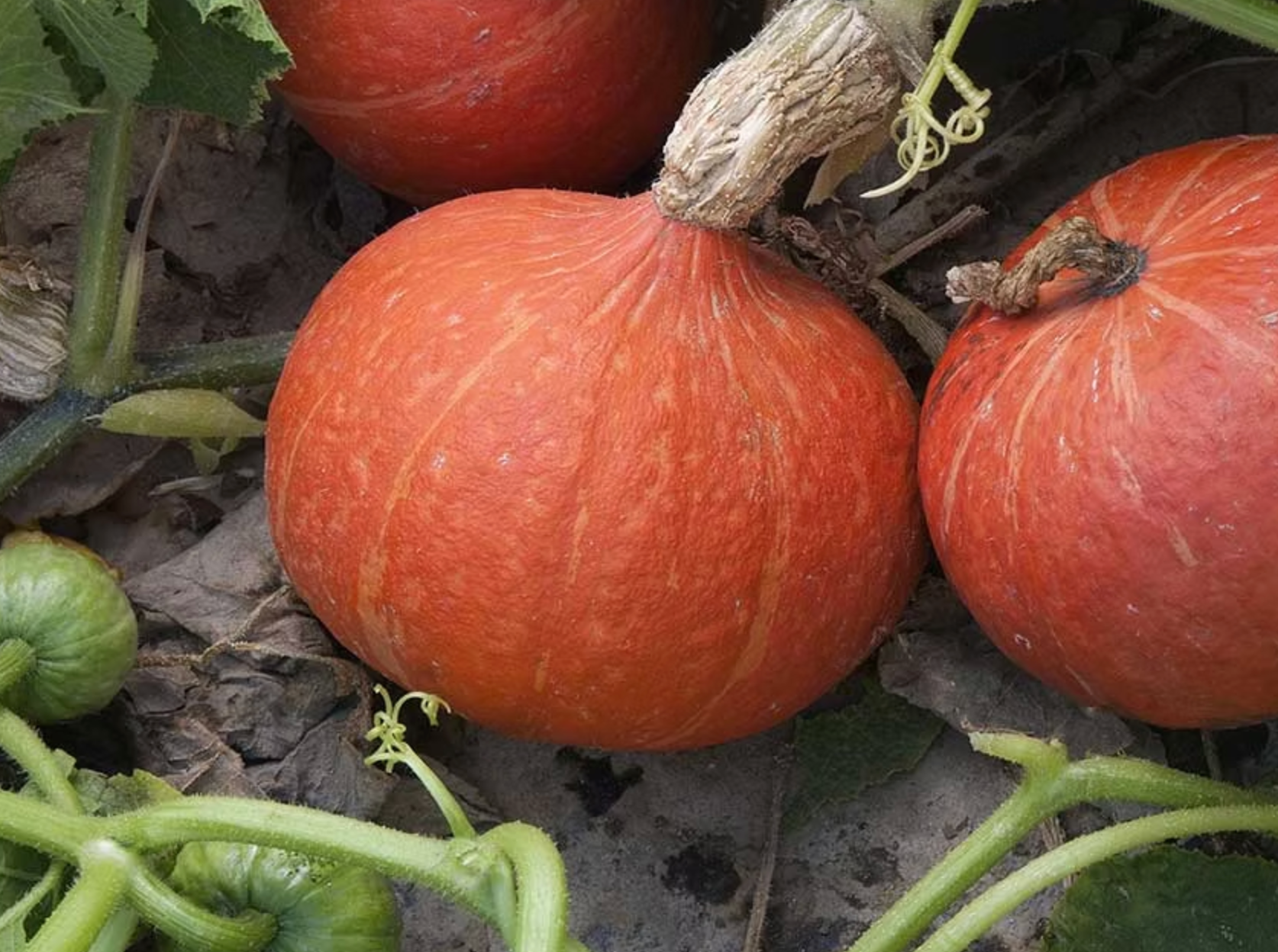 Red Kuri squash on the vine in the field, with its signature red-orange skin and teardrop shape — a Japanese winter squash featured in the Asian vegetable box.