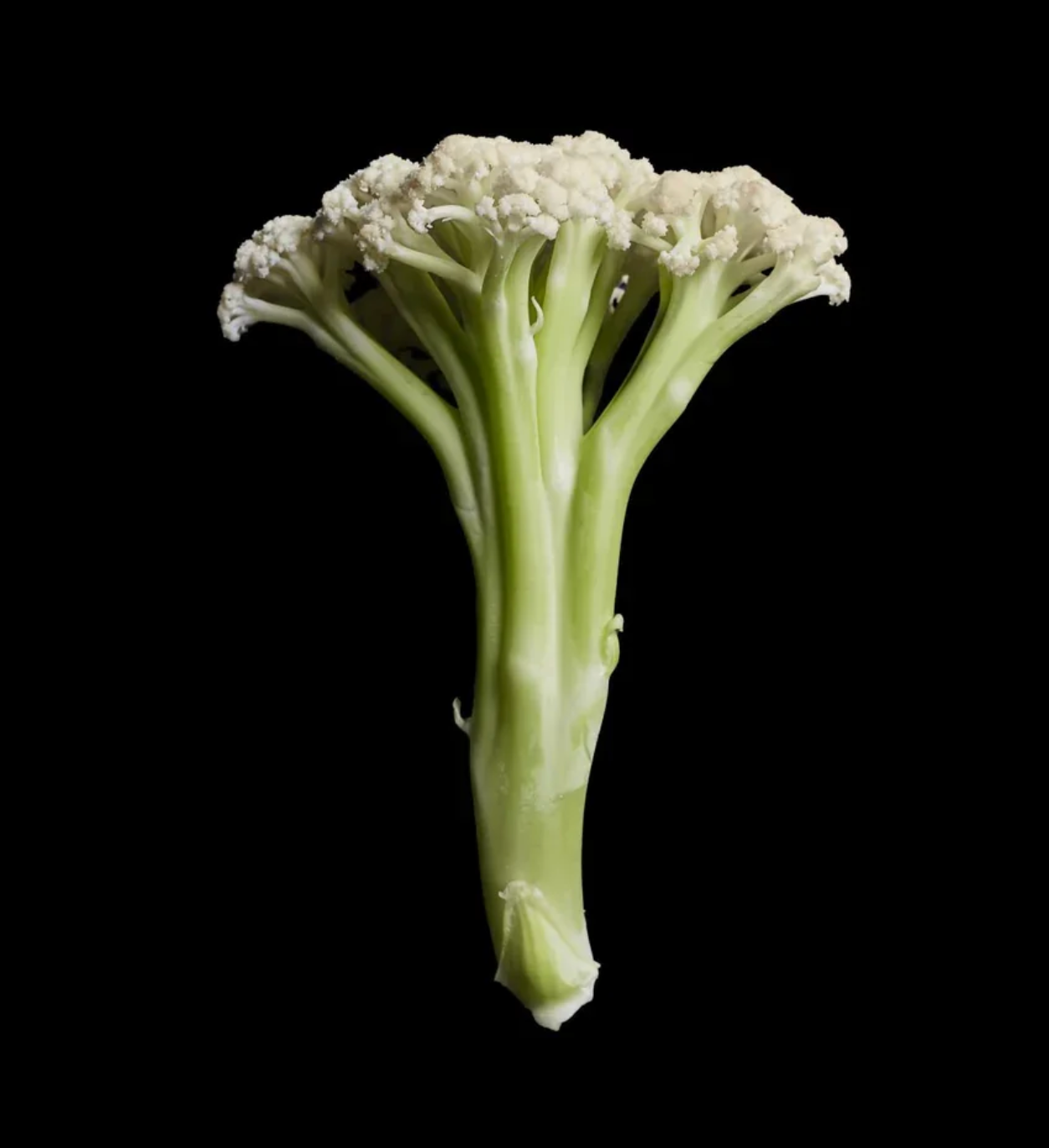 Fioretto sprouting cauliflower with long tender stems and white florets, included in the Asian vegetable box.