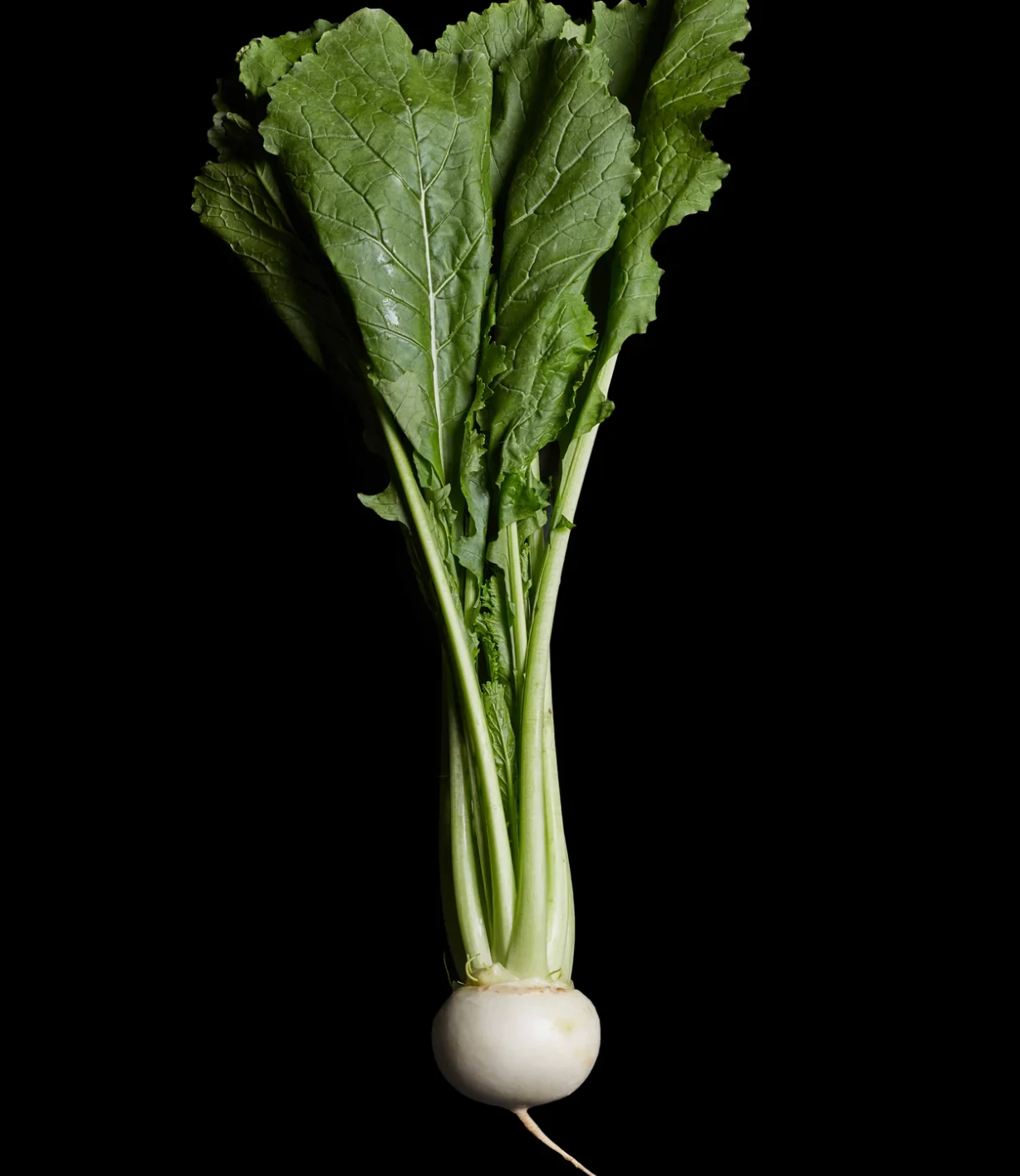 Sweet Kabu Japanese turnip with crisp green tops and smooth white root — a tender, mild turnip featured in the Asian vegetable box.
