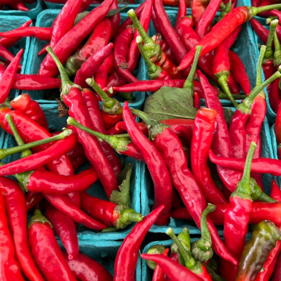 Calabrian Peppers at the market. Sold to chefs from Norwich Meadows Farm.