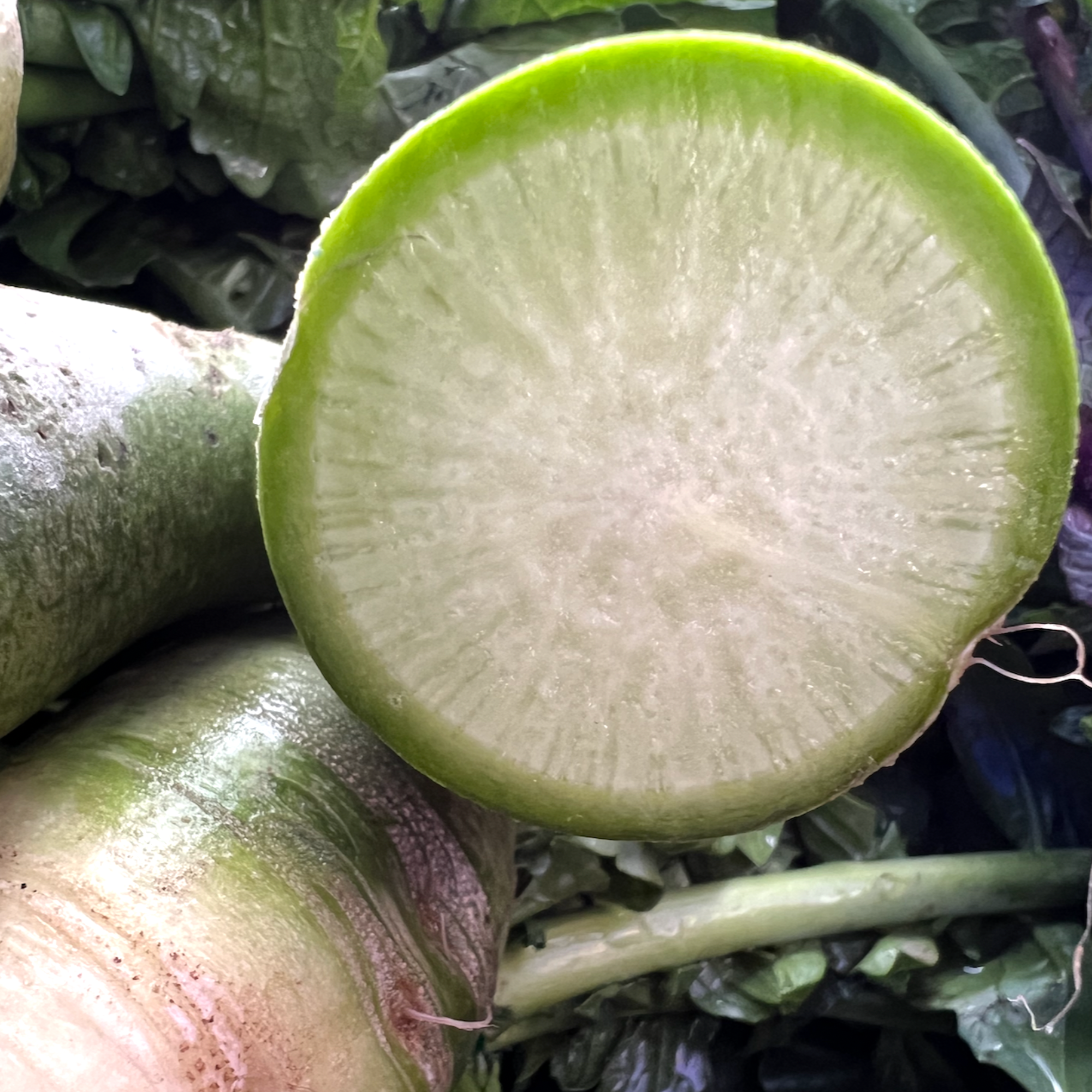 Green Meat Radish - part of the fermentation box.