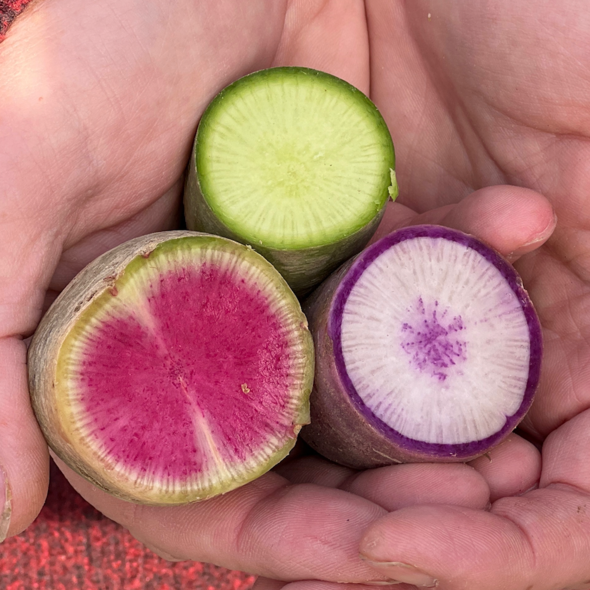 Green Meat, Watermelon and Bordeaux Radish for fermenting.