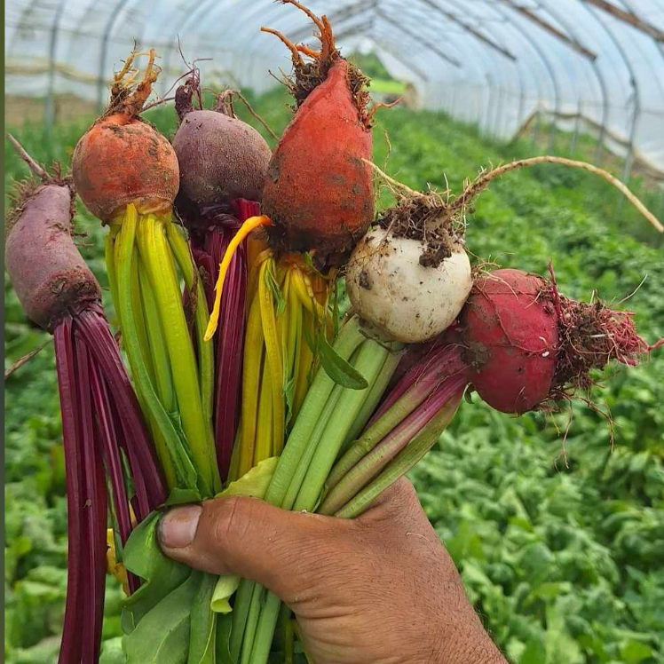 Baby beets just harvested fromt he hightunnel - up in Norwich.