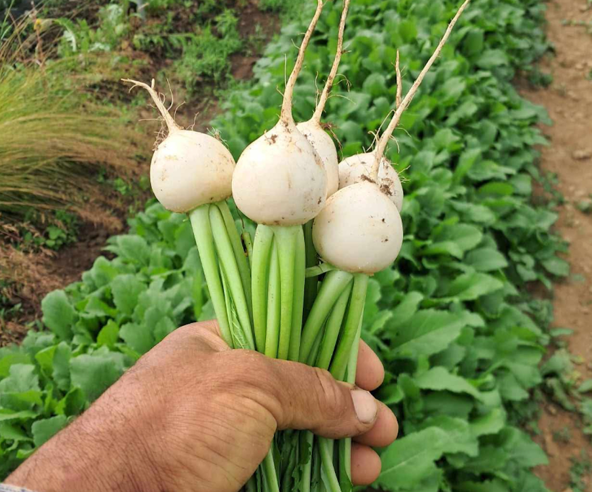 Tokyo Turnips Just Harvest at Norwich Meadows Farm