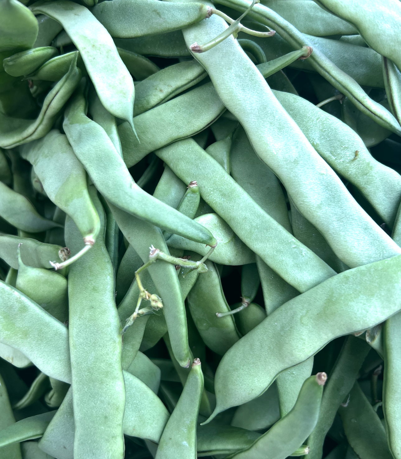Fresh Romano Pole Beans