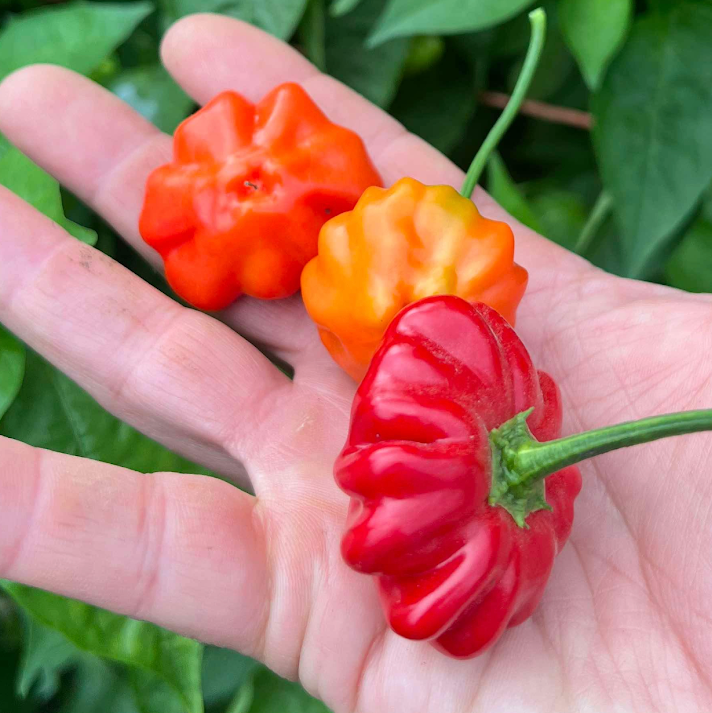 Beautrfiul Peppers for the Chef Box which chips overnight.