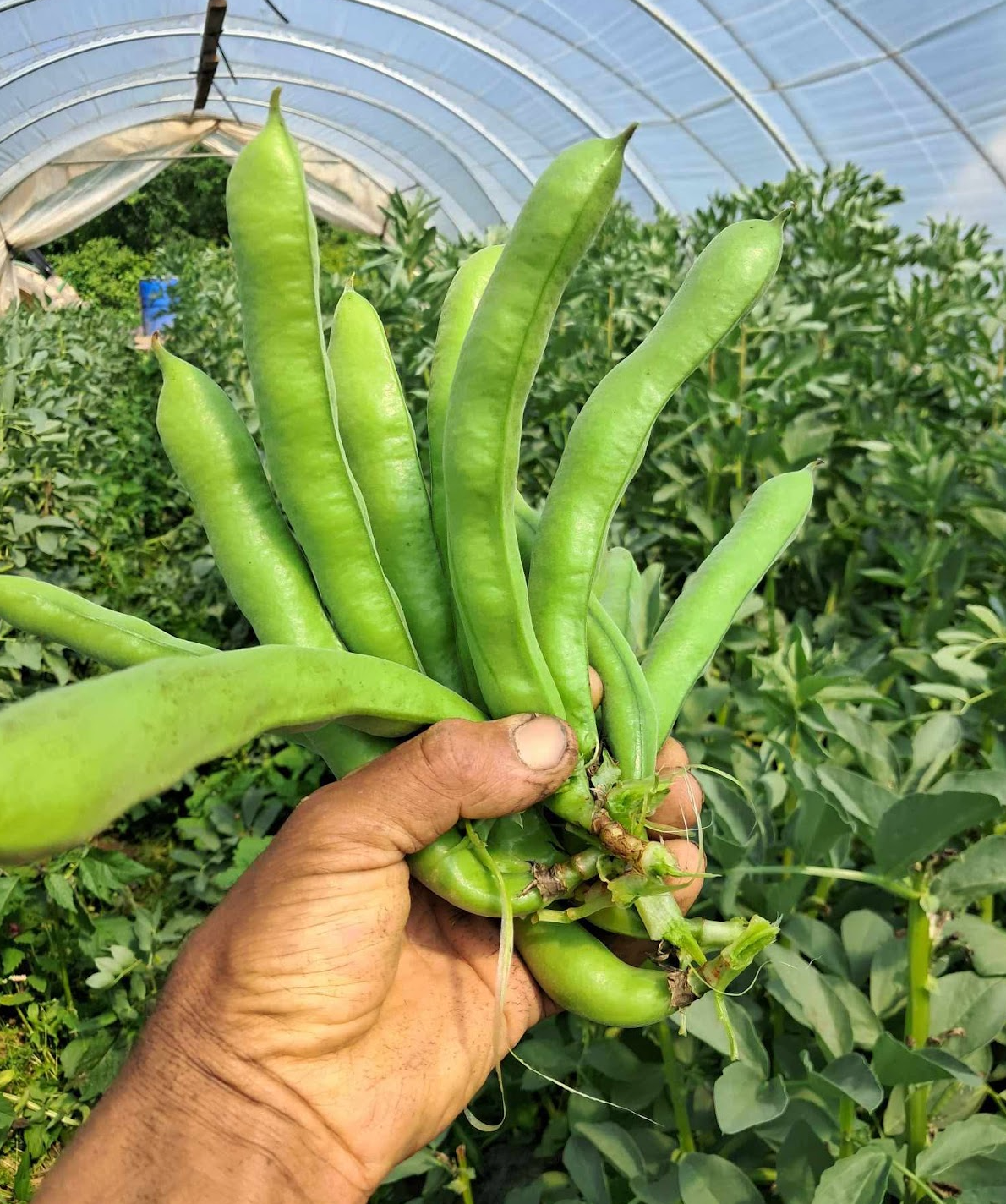 Fava Beans just harvested from the field at Norwich Meadows.