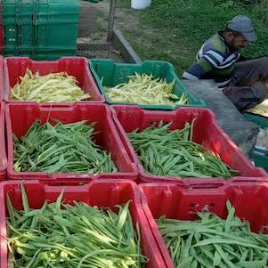 Right After the harvest of romano pole beans in Norwich, NY