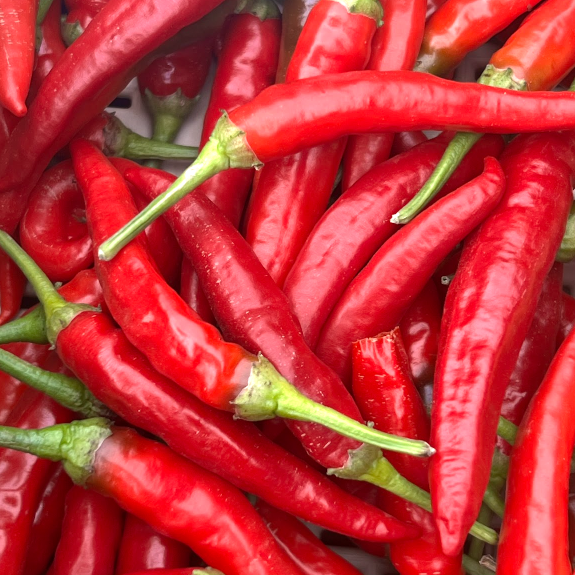 Fresh calabrian peppers after harvest at Norwich Meadows Farm.